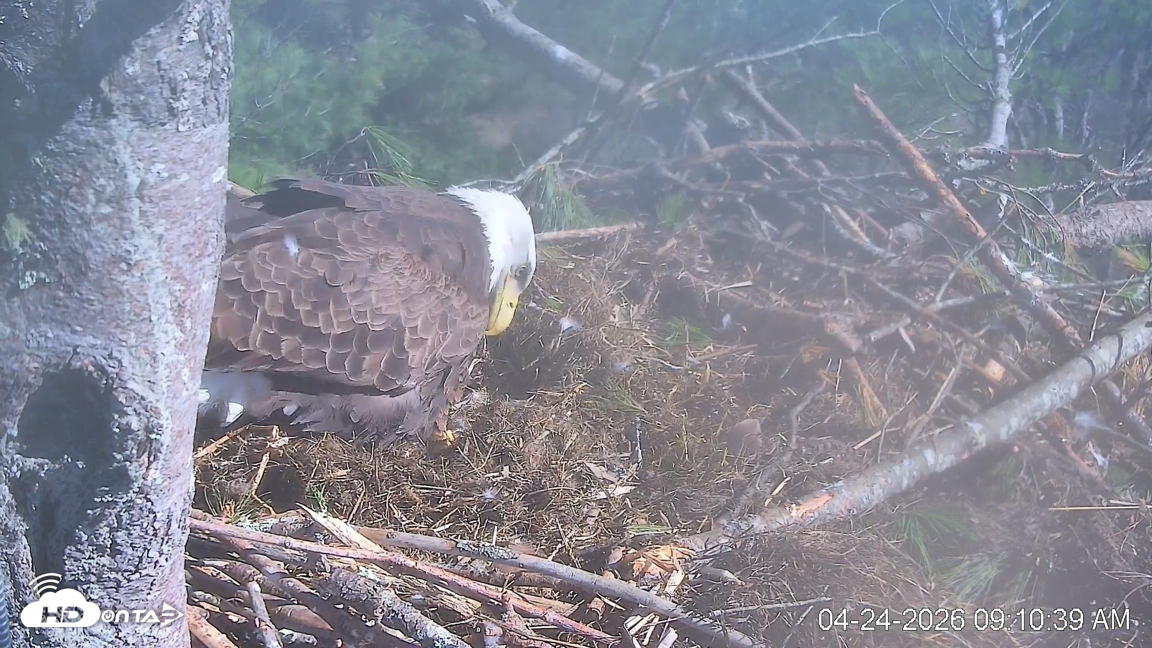 Snapshot of VINS Bald Eagles Nest Live Cams taken Apr 24, 2026, 9:11am EDT