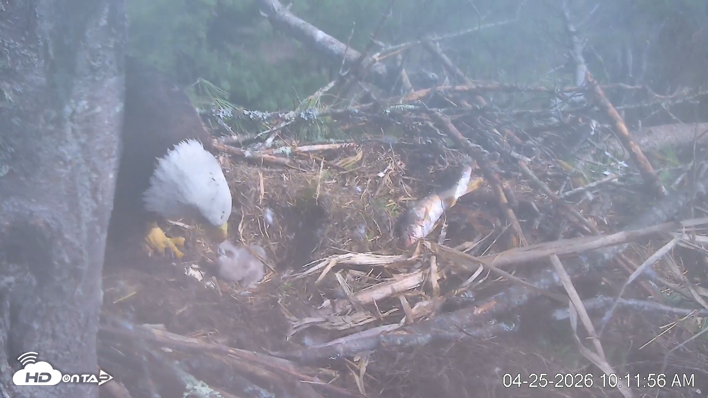 Snapshot of VINS Bald Eagles Nest Live Cams taken Apr 25, 2026, 10:12am EDT