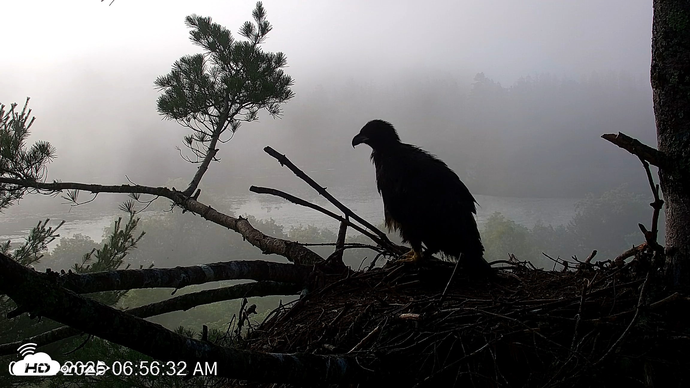 Snapshot of VINS Bald Eagles Nest Live Cams taken Jul 2, 2026, 6:57am EDT