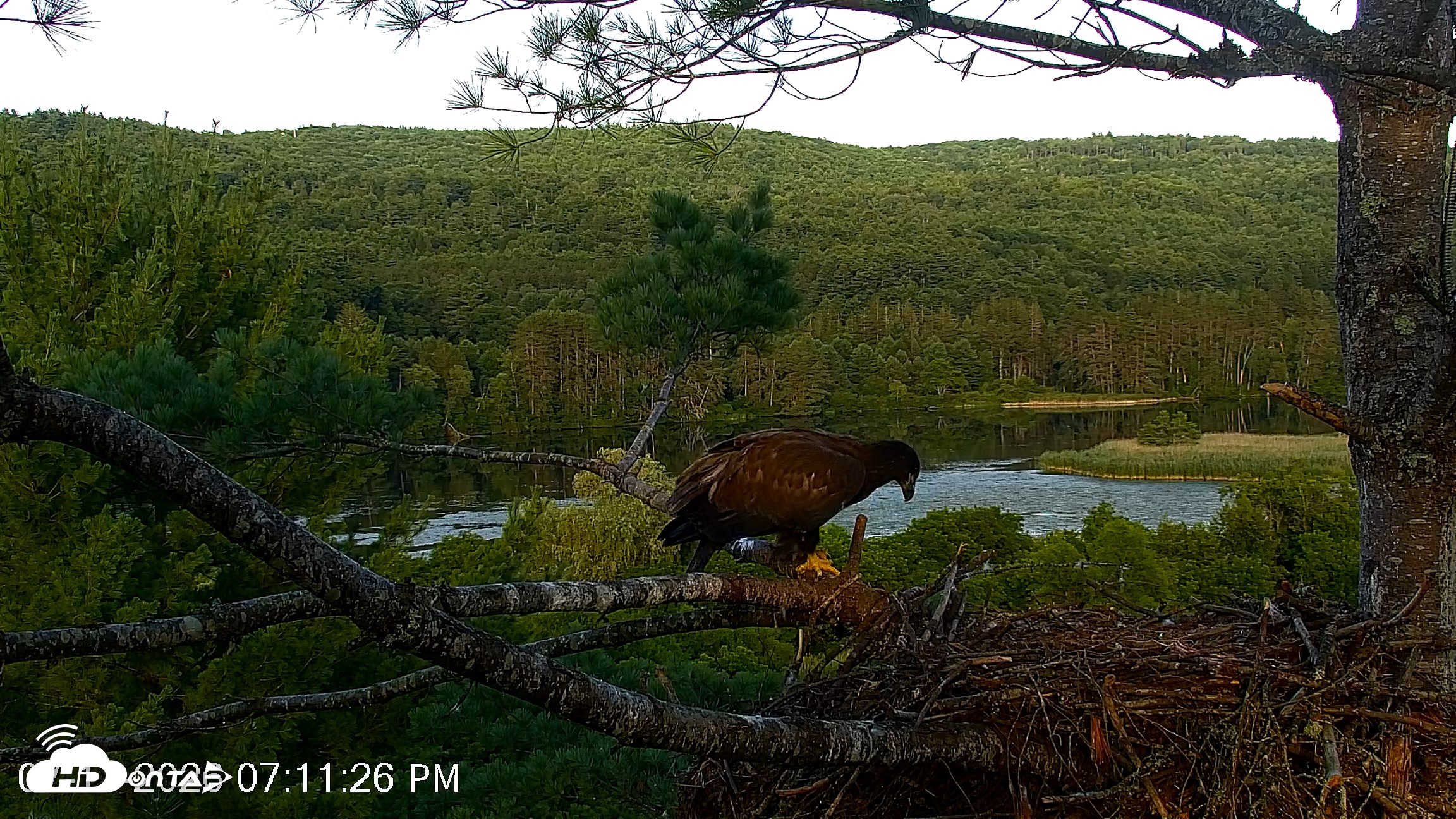 Snapshot of VINS Bald Eagles Nest Live Cams taken Jul 17, 2026, 7:12pm EDT
