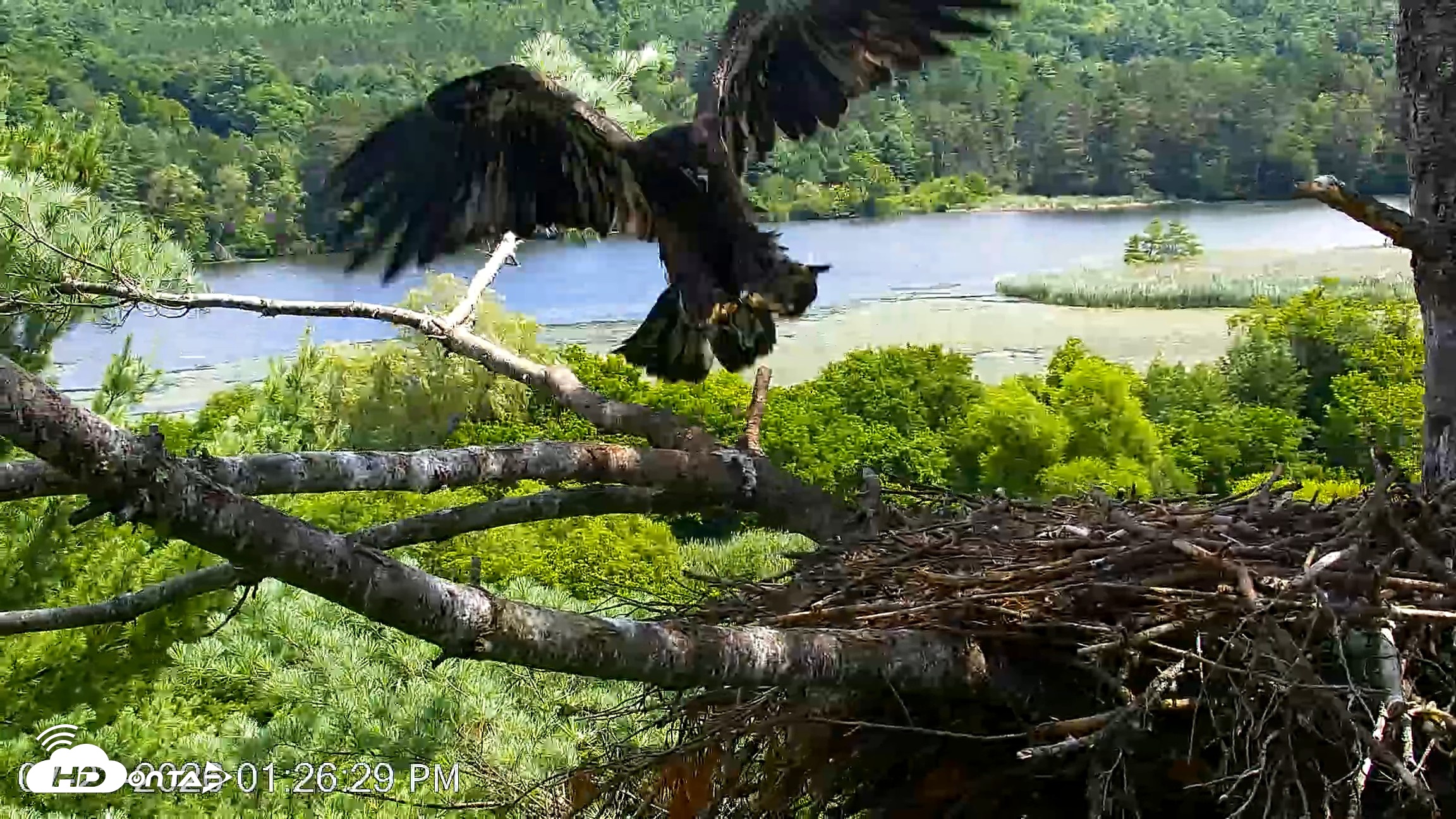 Snapshot of VINS Bald Eagles Nest Live Cams taken Jul 23, 2026, 1:27pm EDT