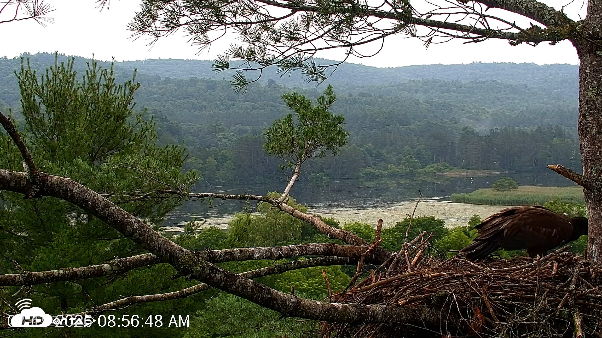 Snapshot of VINS Bald Eagles Nest Live Cams taken Jul 15, 2026, 8:57am EDT