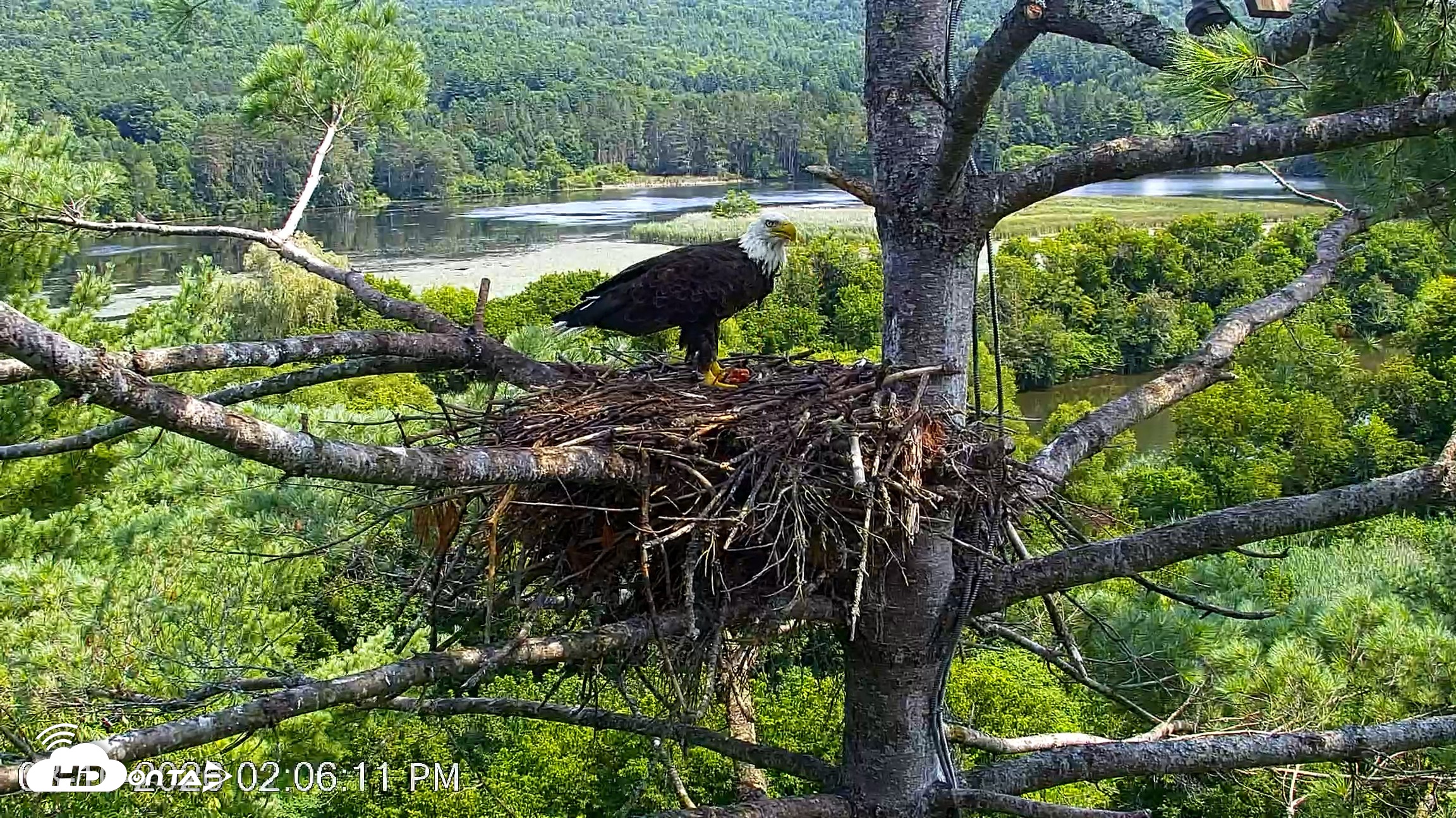Snapshot of VINS Bald Eagles Nest Live Cams taken Aug 10, 2026, 2:07pm EDT