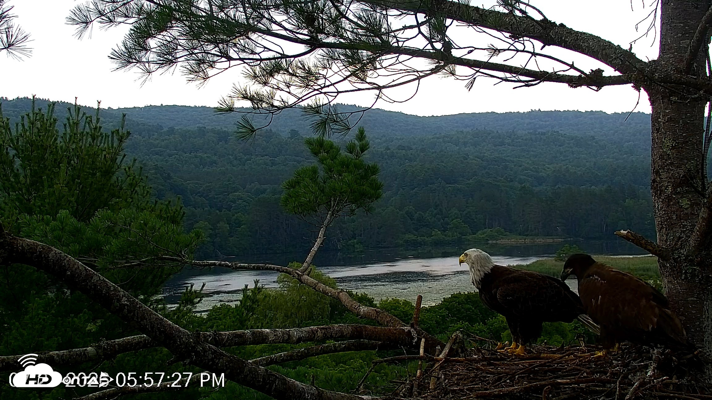 Snapshot of VINS Bald Eagles Nest Live Cams taken Jul 21, 2026, 5:58pm EDT