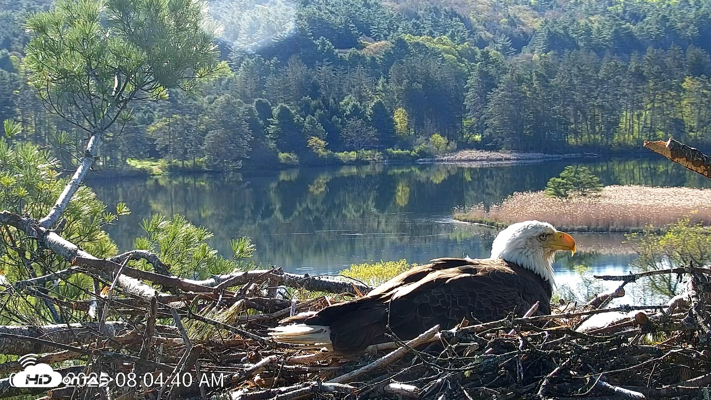 Snapshot of VINS Bald Eagles Nest Live Cams taken May 12, 2026, 8:05am EDT