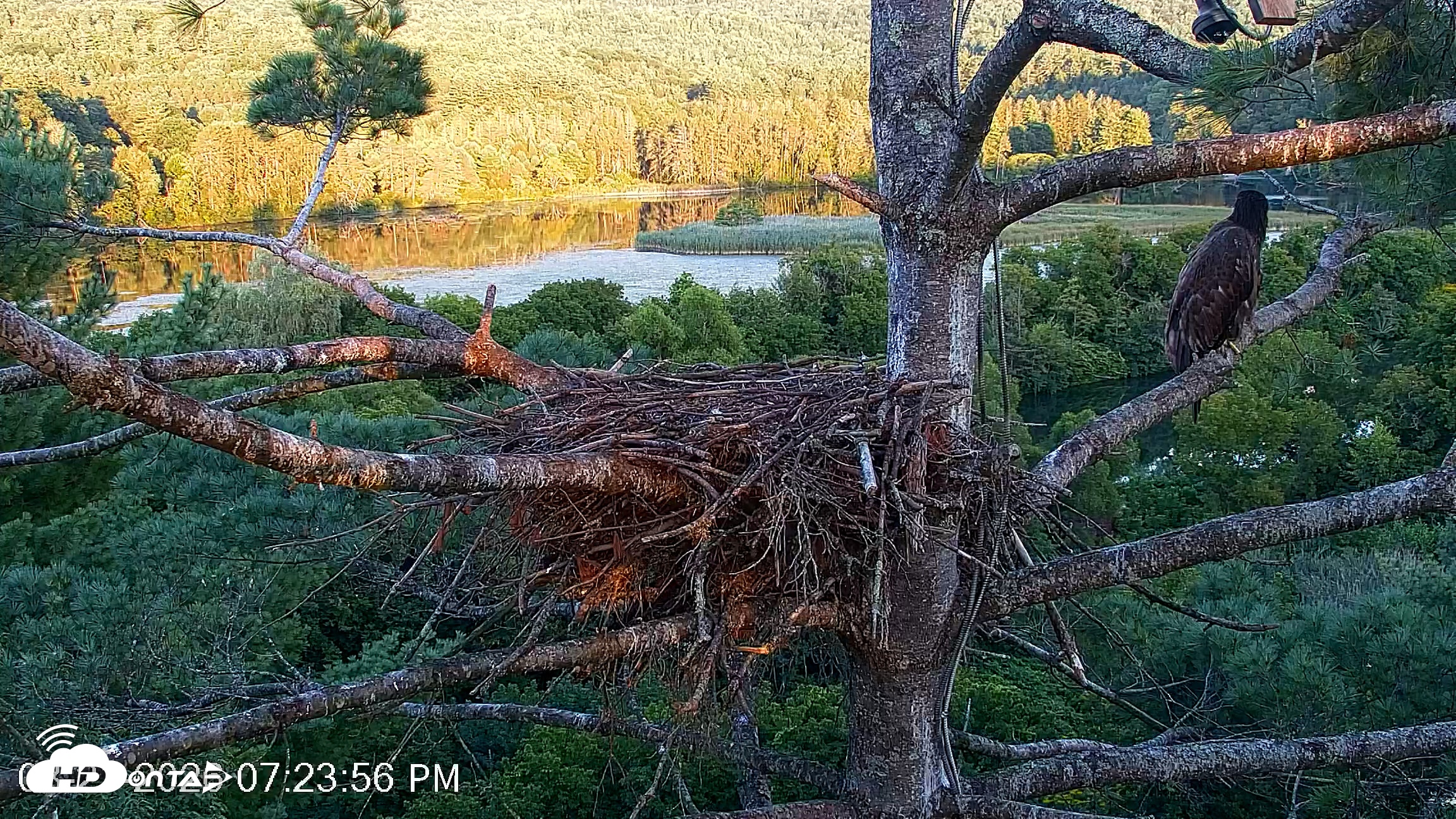 Snapshot of VINS Bald Eagles Nest Live Cams taken Aug 21, 2026, 7:24pm EDT