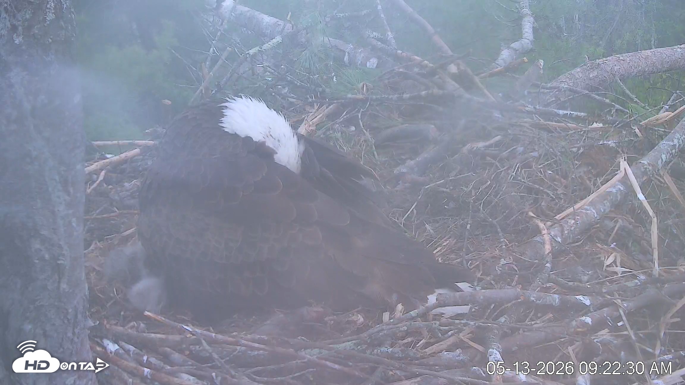 Snapshot of VINS Bald Eagles Nest Live Cams taken May 13, 2026, 9:23am EDT