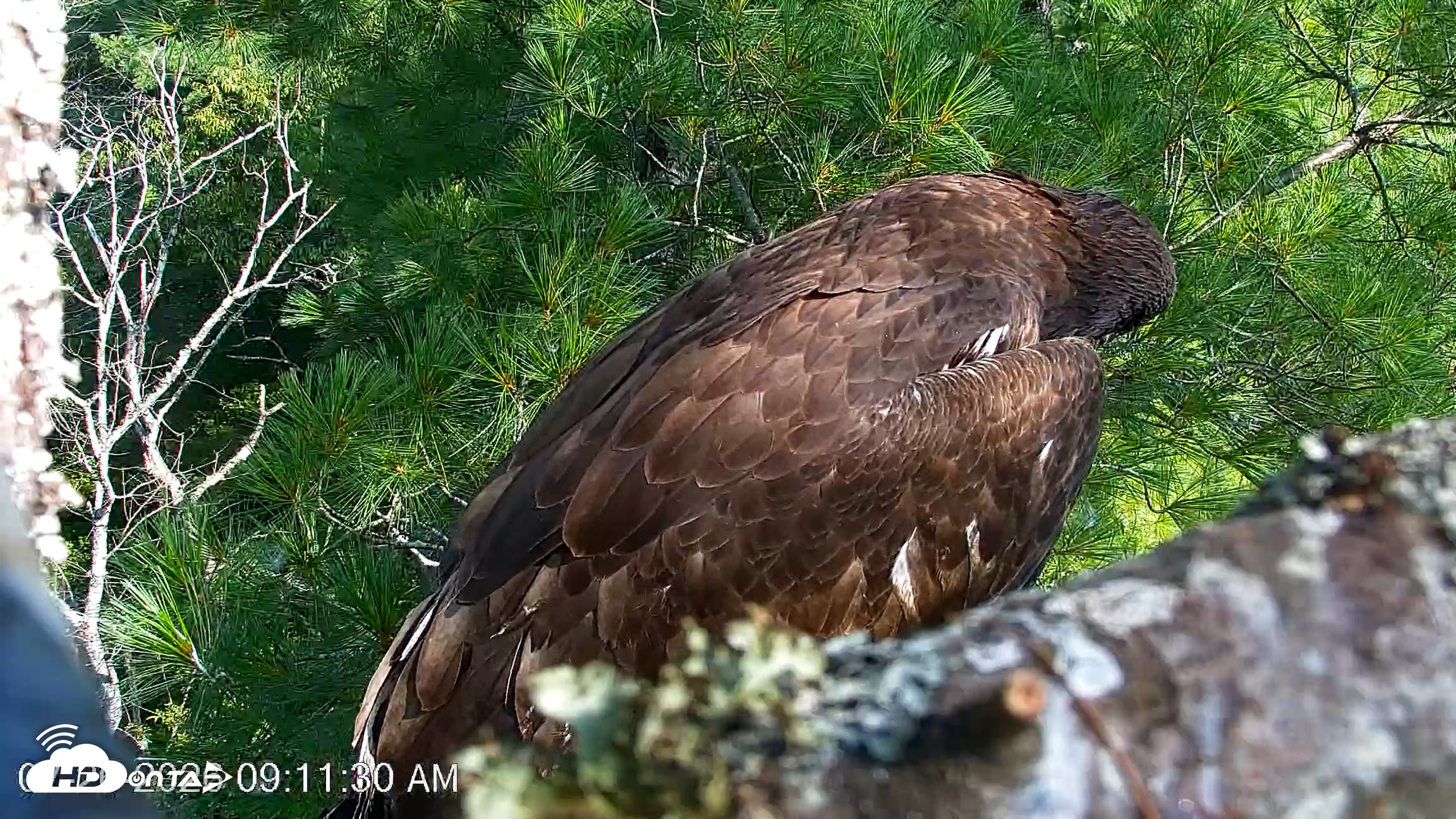 Snapshot of VINS Bald Eagles Nest Live Cams taken Jul 26, 2026, 9:11am EDT