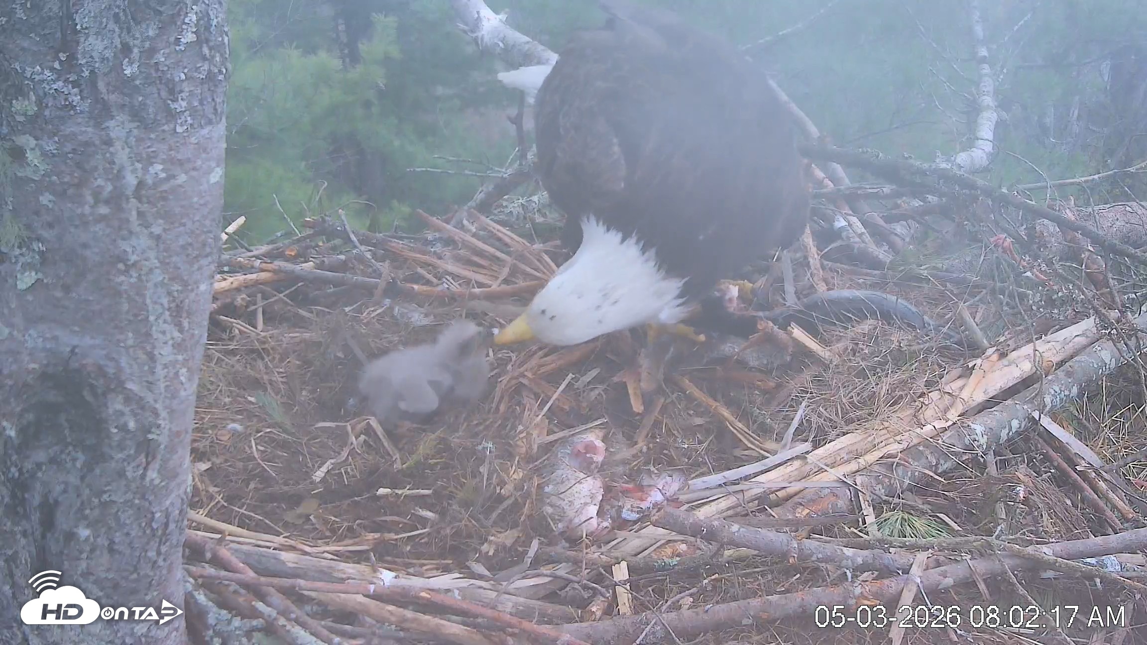 Snapshot of VINS Bald Eagles Nest Live Cams taken May 3, 2026, 8:03am EDT