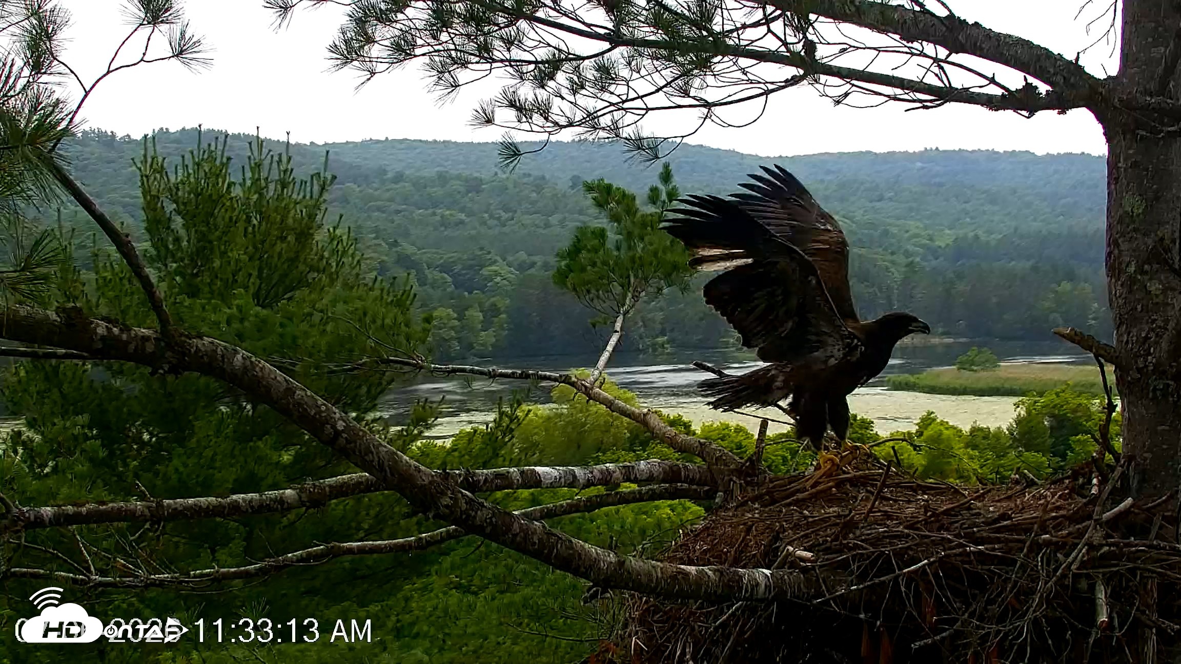 Snapshot of VINS Bald Eagles Nest Live Cams taken Jul 6, 2026, 11:34am EDT