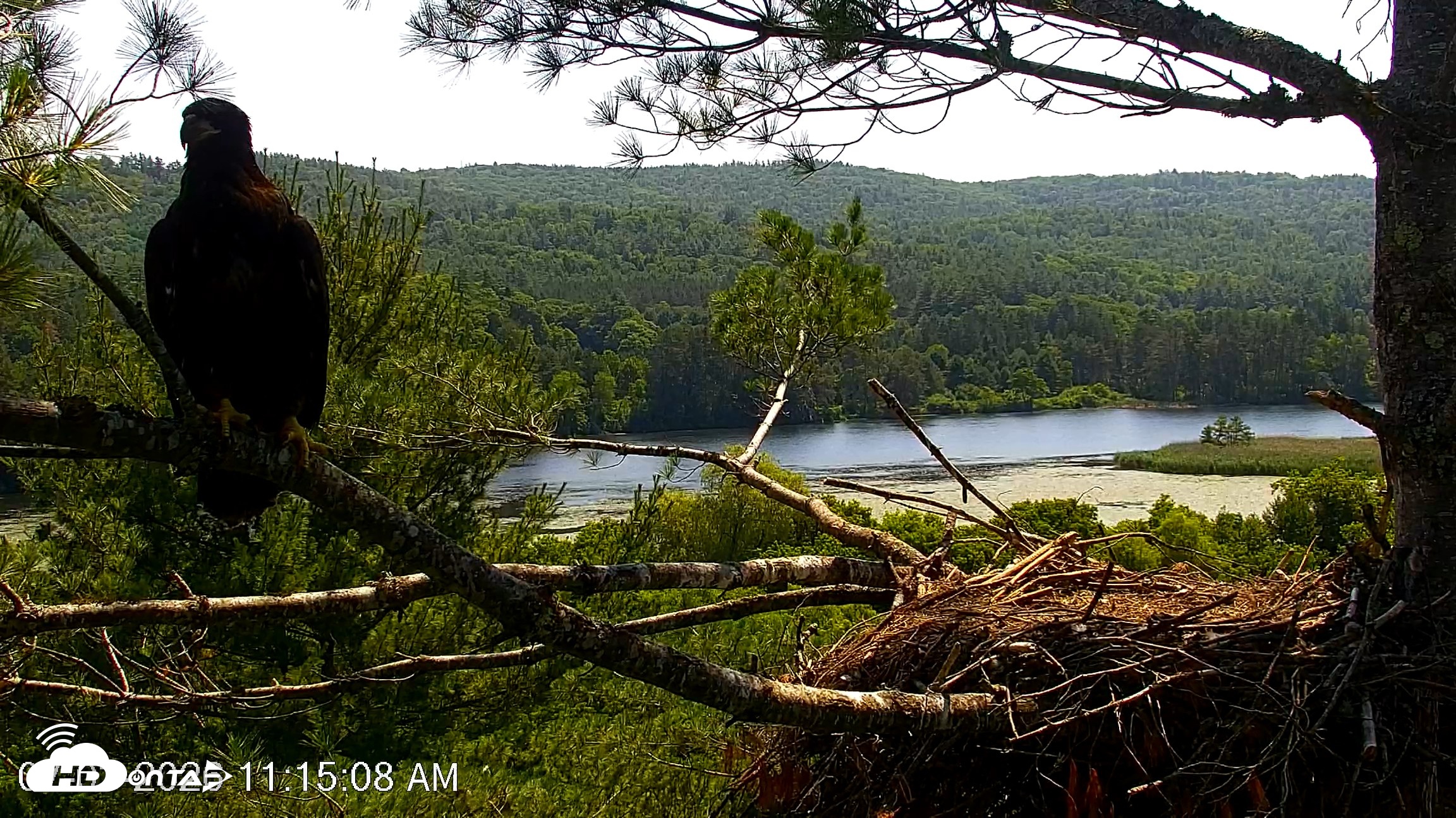 Snapshot of VINS Bald Eagles Nest Live Cams taken Jul 3, 2026, 11:16am EDT