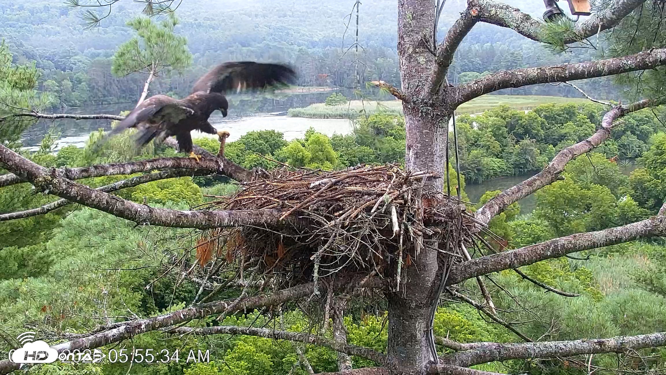 Snapshot of VINS Bald Eagles Nest Live Cams taken Jul 29, 2026, 5:56am EDT