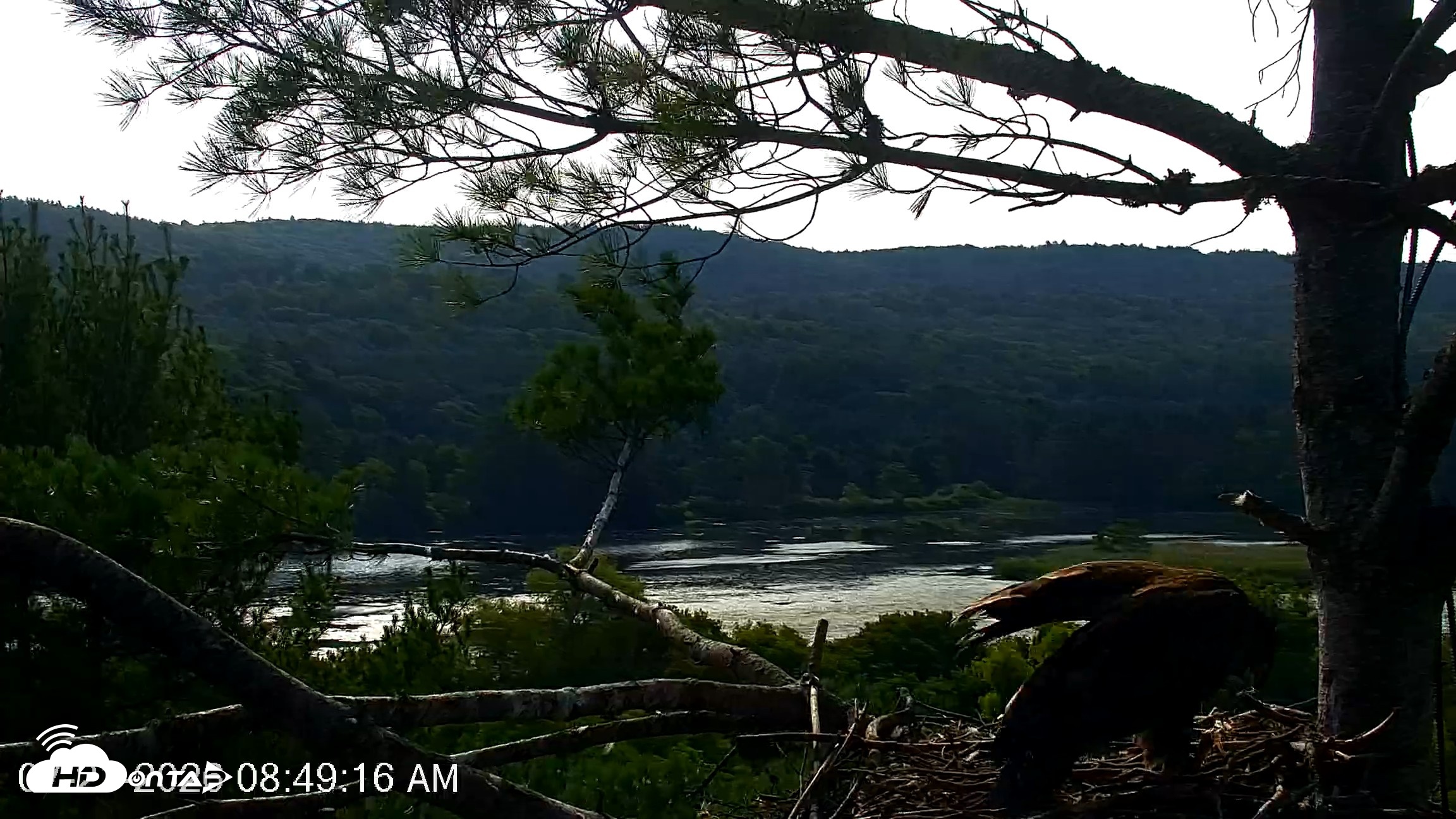 Snapshot of VINS Bald Eagles Nest Live Cams taken Jul 21, 2026, 8:49am EDT