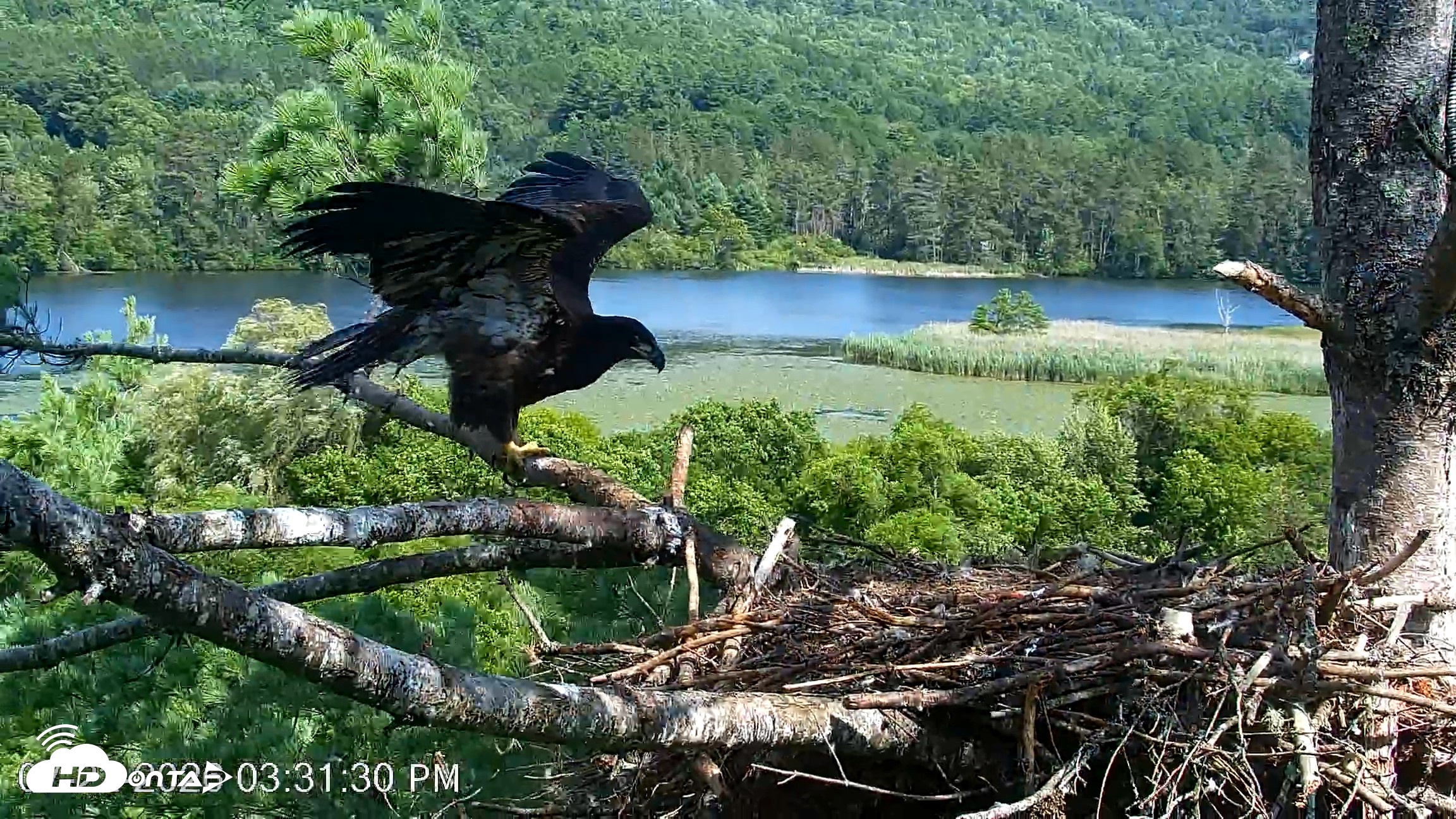 Snapshot of VINS Bald Eagles Nest Live Cams taken Jul 22, 2026, 3:32pm EDT