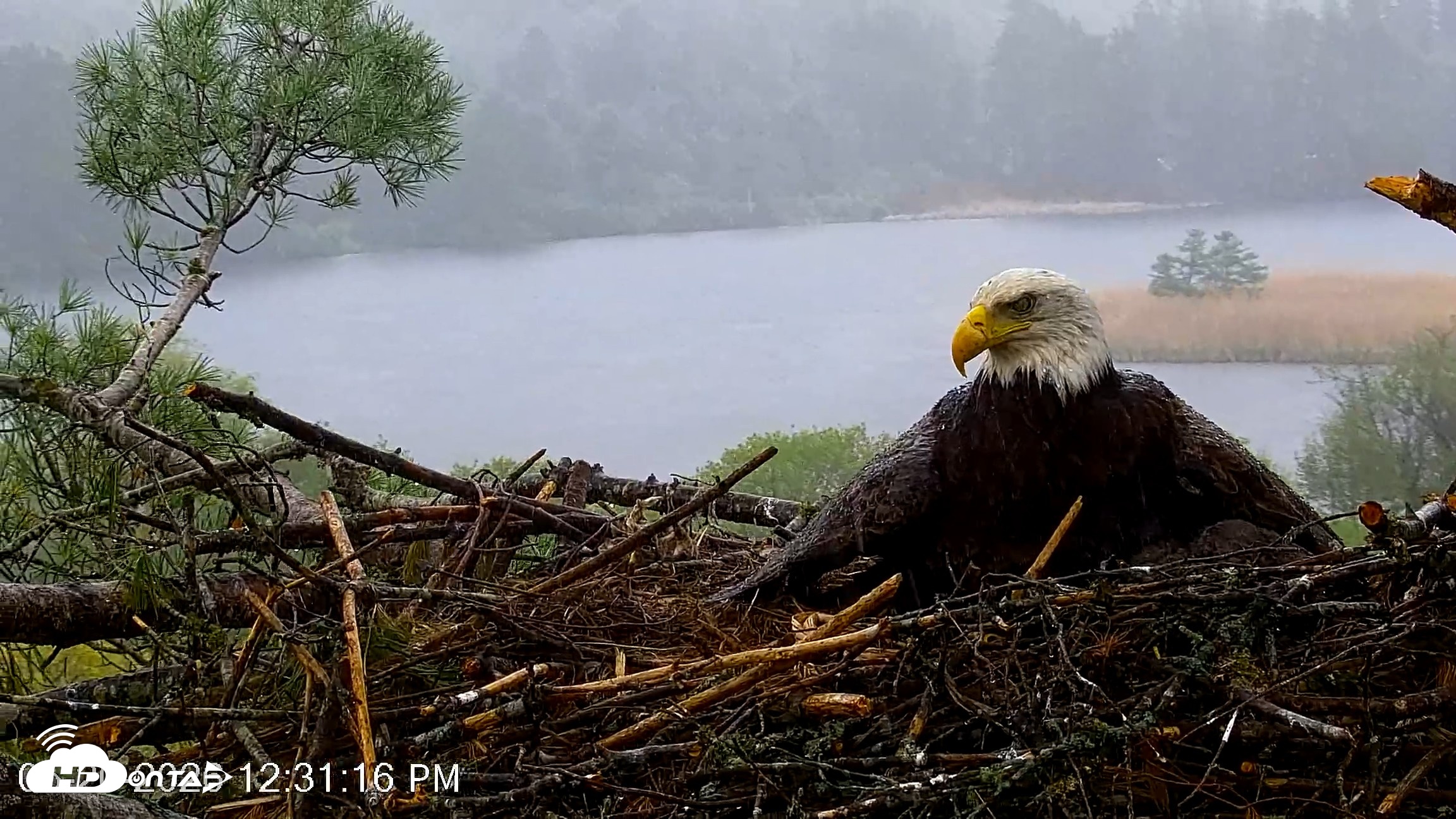 Snapshot of VINS Bald Eagles Nest Live Cams taken May 20, 2026, 12:32pm EDT