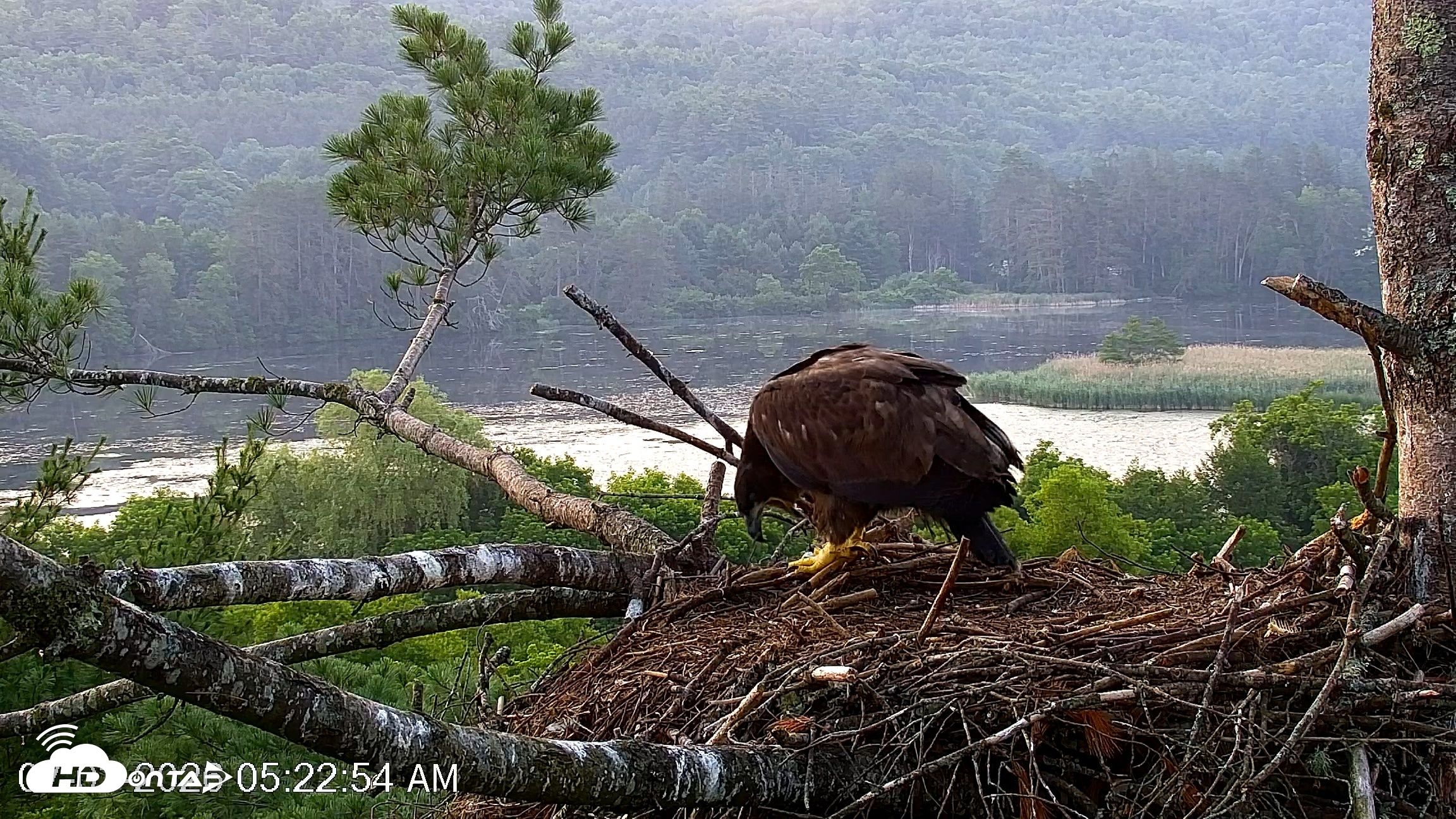 Snapshot of VINS Bald Eagles Nest Live Cams taken Jul 3, 2026, 5:23am EDT