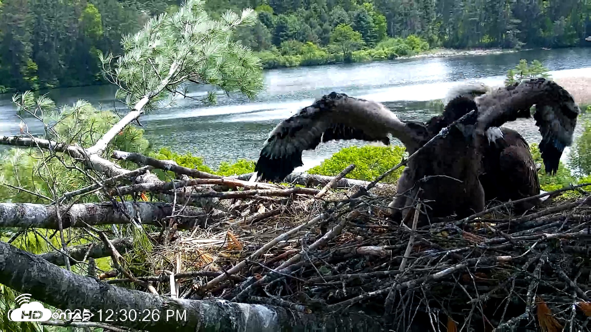 Snapshot of VINS Bald Eagles Nest Live Cams taken Jun 2, 2026, 12:31pm EDT