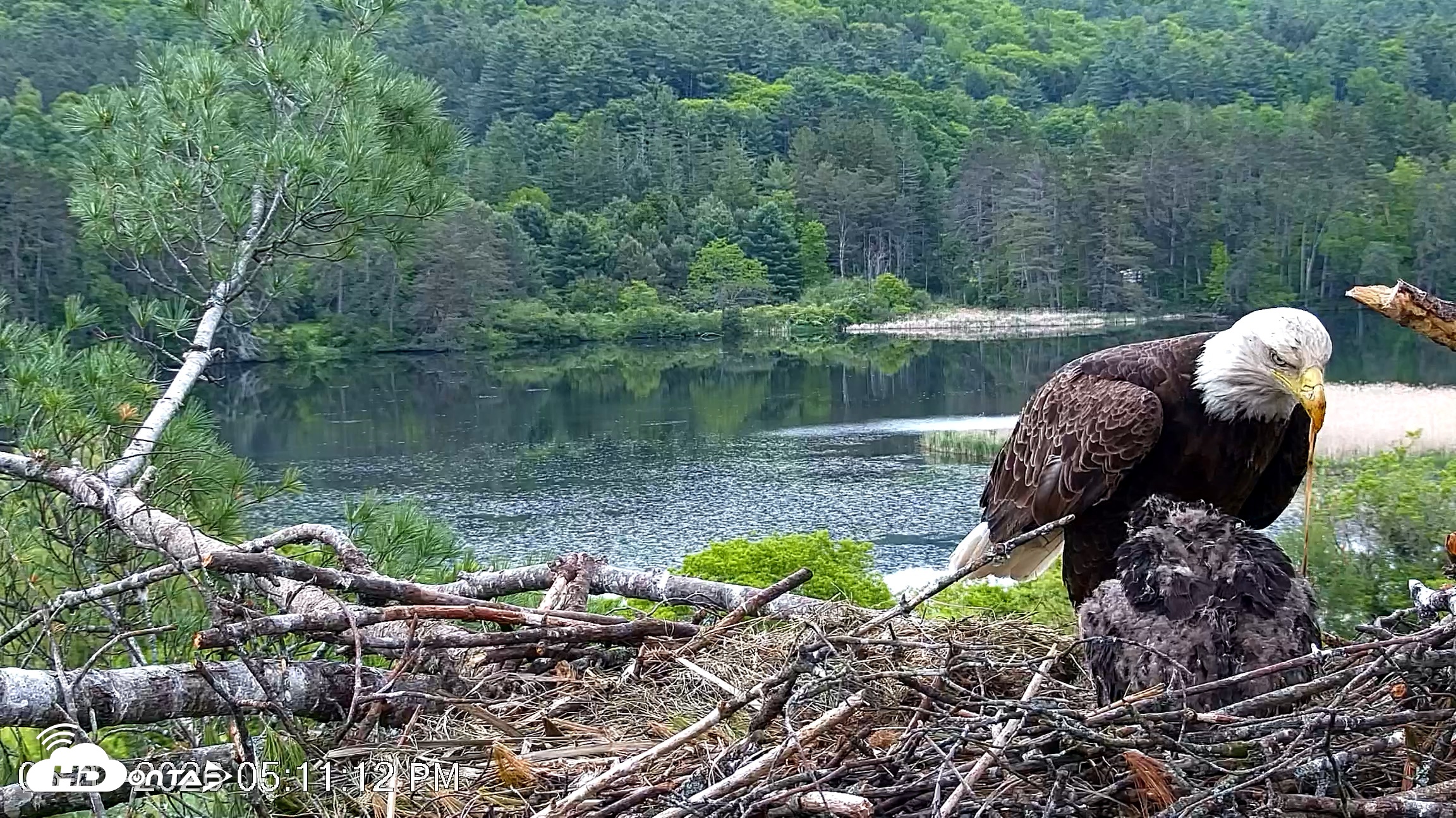 Snapshot of VINS Bald Eagles Nest Live Cams taken May 31, 2026, 5:12pm EDT