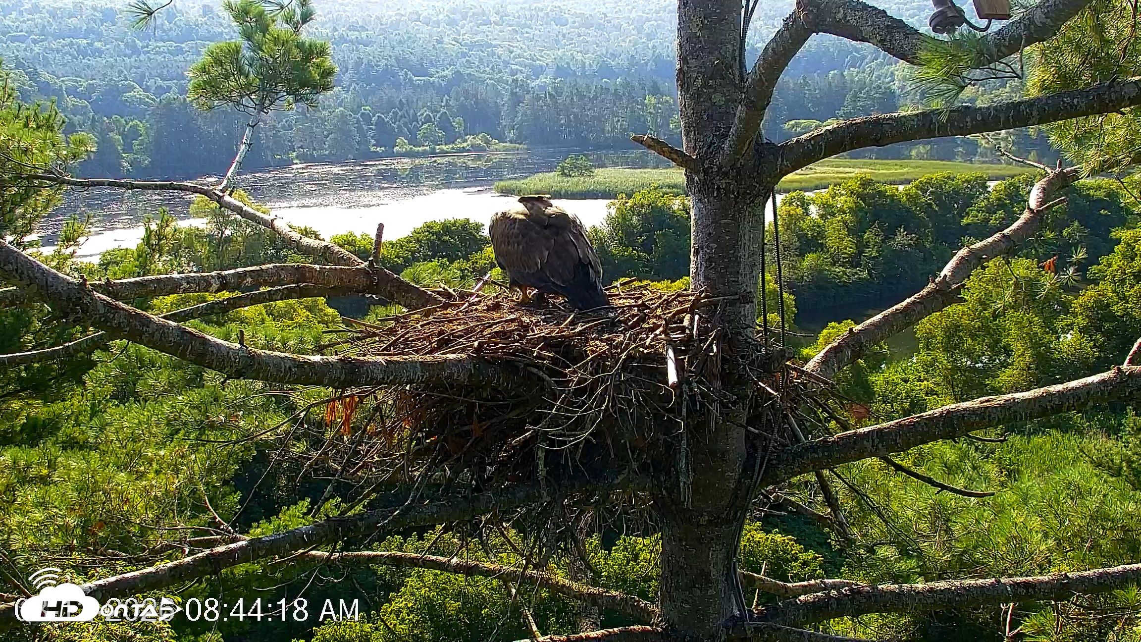 Snapshot of VINS Bald Eagles Nest Live Cams taken Aug 12, 2026, 8:44am EDT