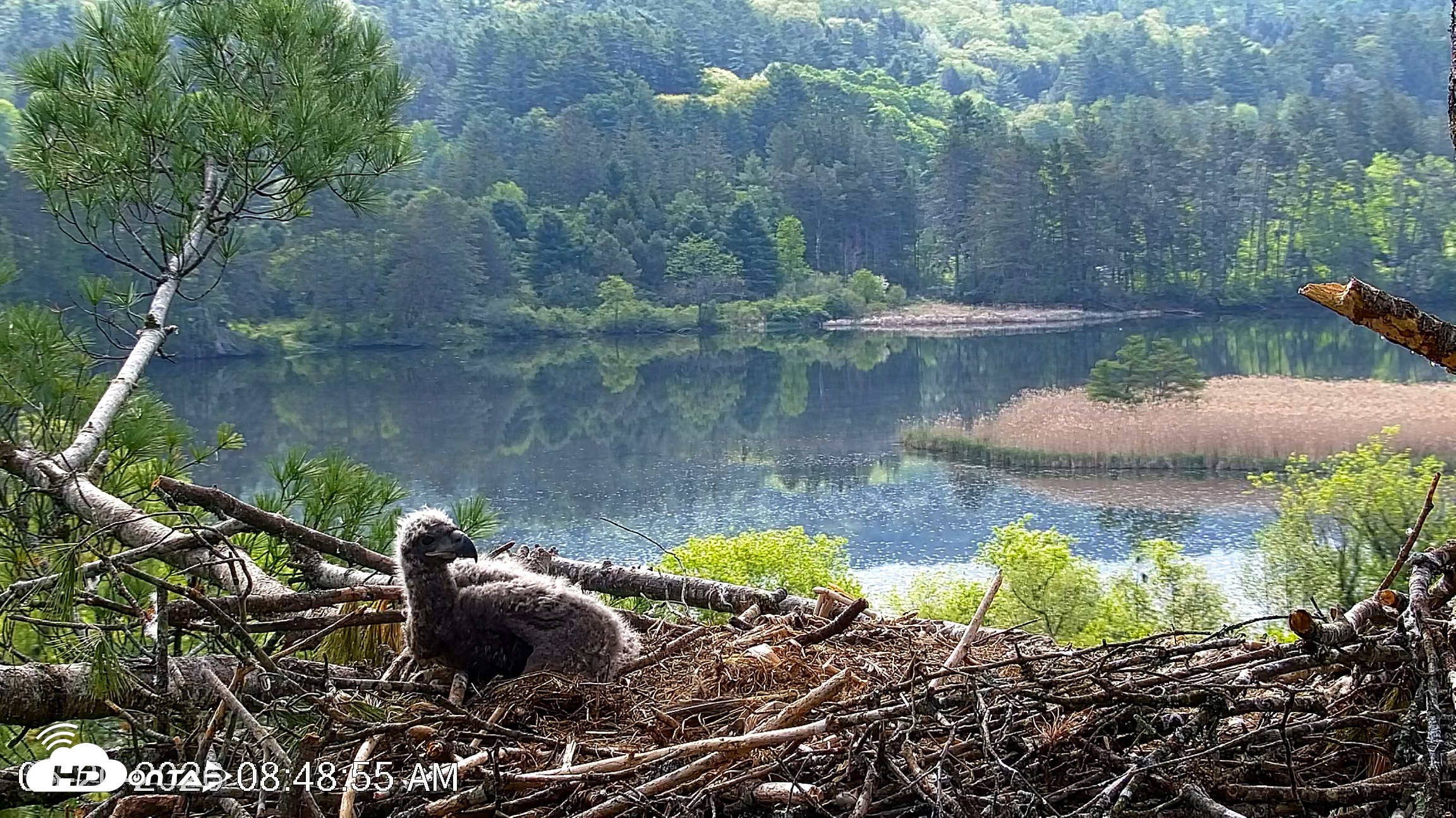 Snapshot of VINS Bald Eagles Nest Live Cams taken May 20, 2026, 8:50am EDT