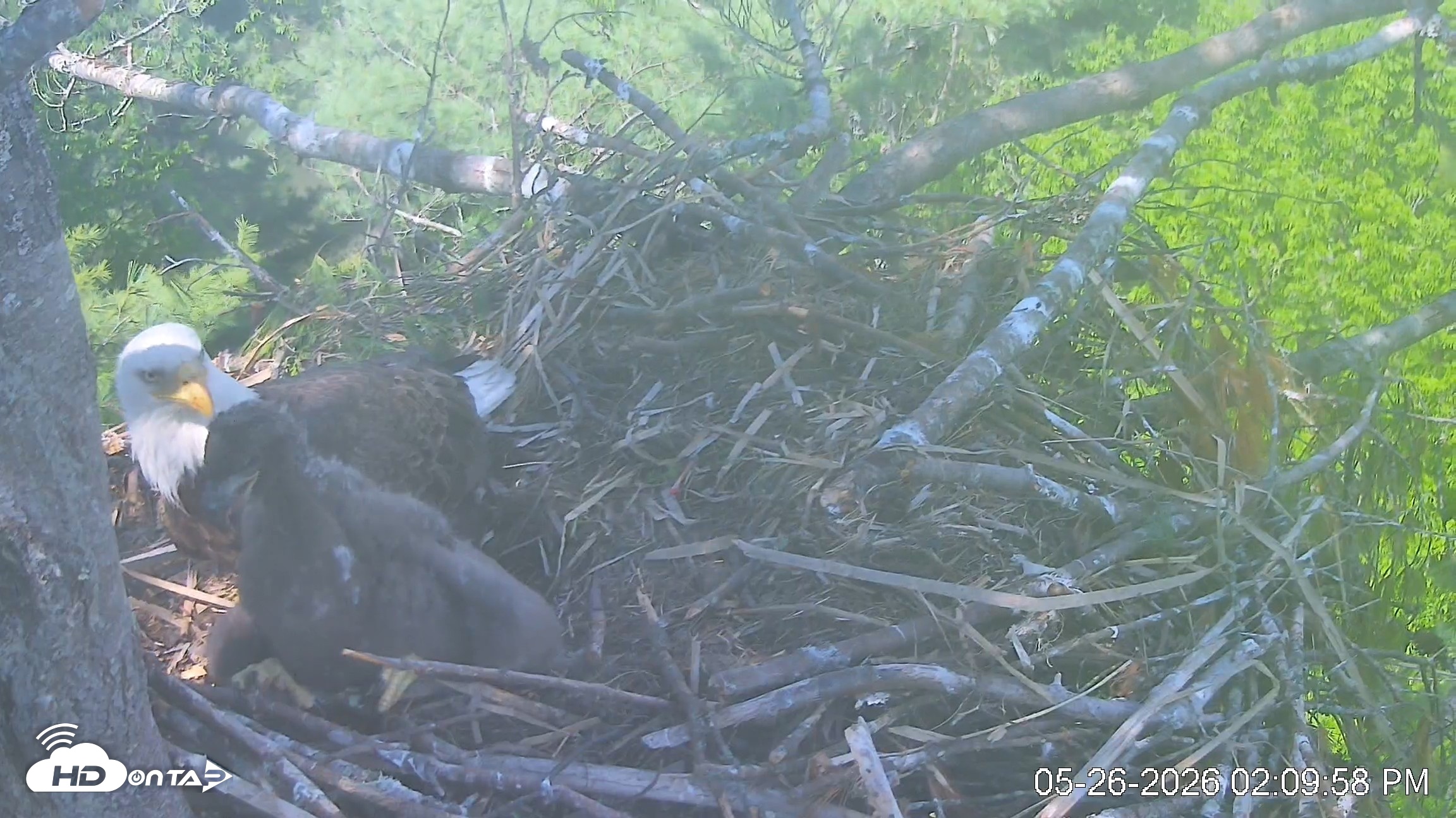 Snapshot of VINS Bald Eagles Nest Live Cams taken May 26, 2026, 2:10pm EDT