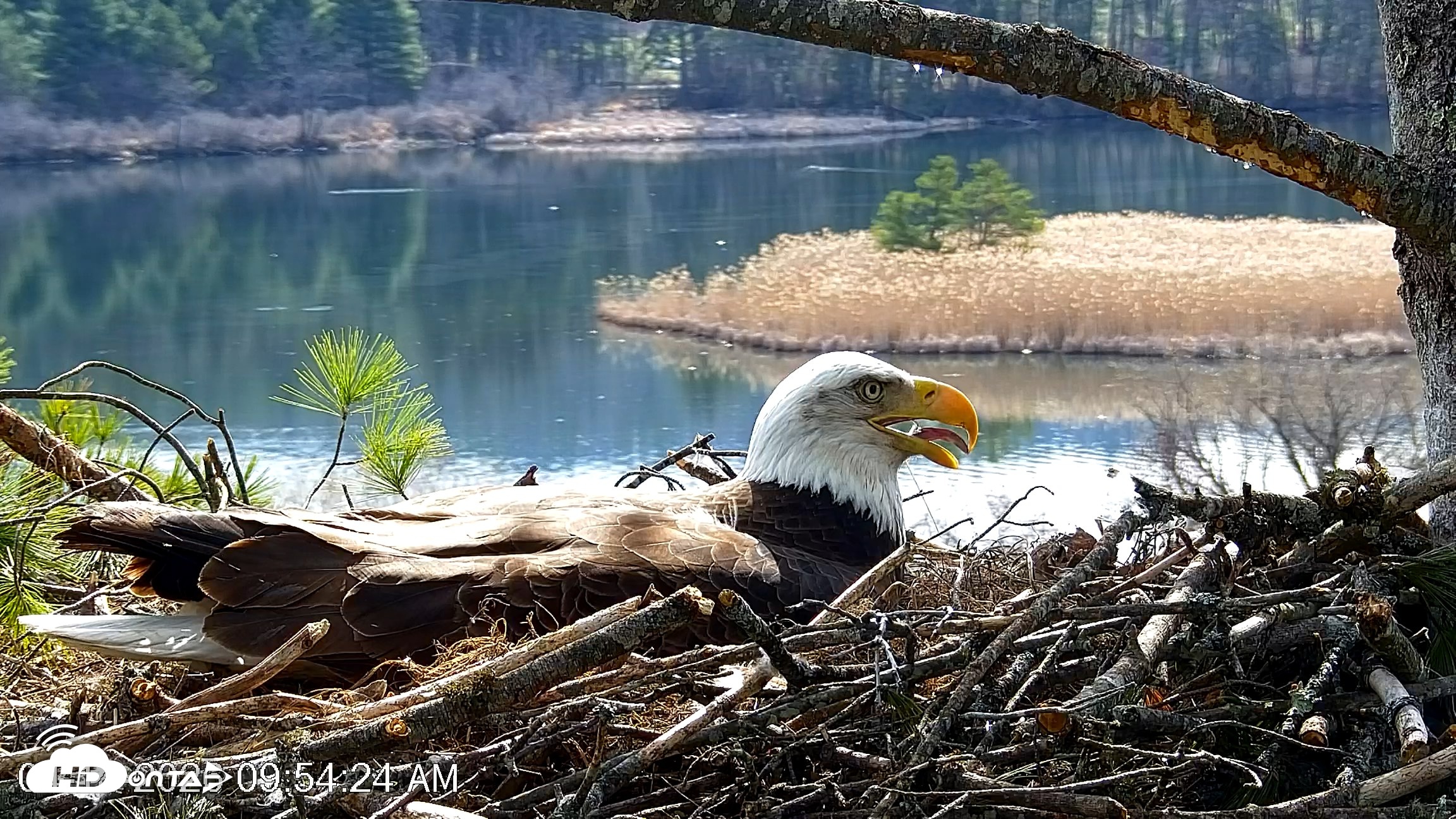 Snapshot of VINS Bald Eagles Nest Live Cams taken Apr 14, 2026, 9:55am EDT