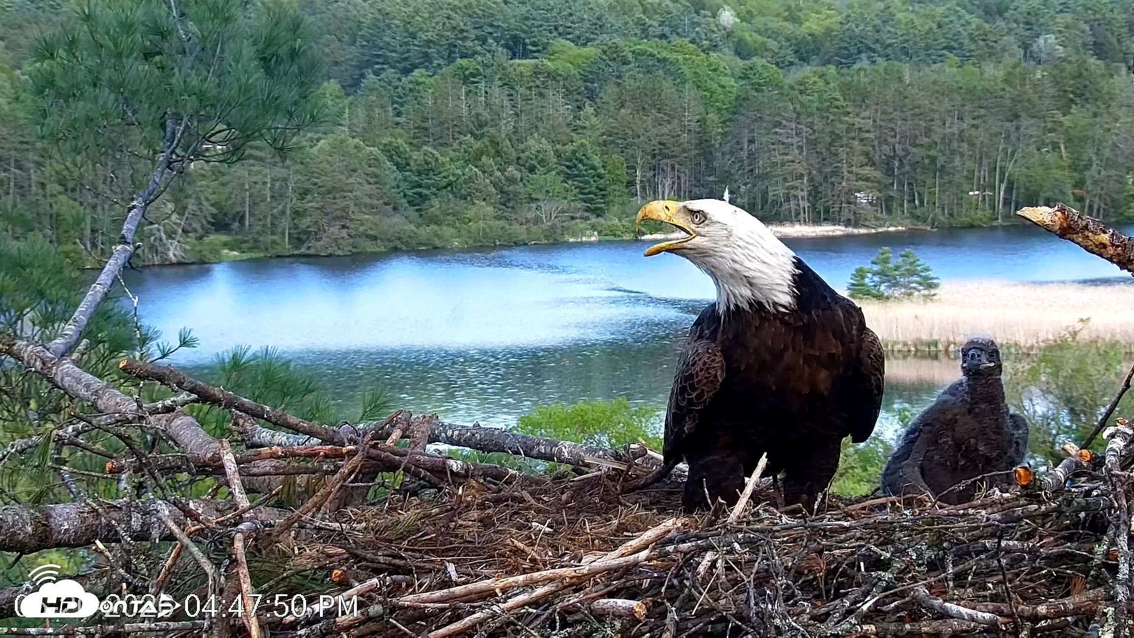 Snapshot of VINS Bald Eagles Nest Live Cams taken May 20, 2026, 4:48pm EDT