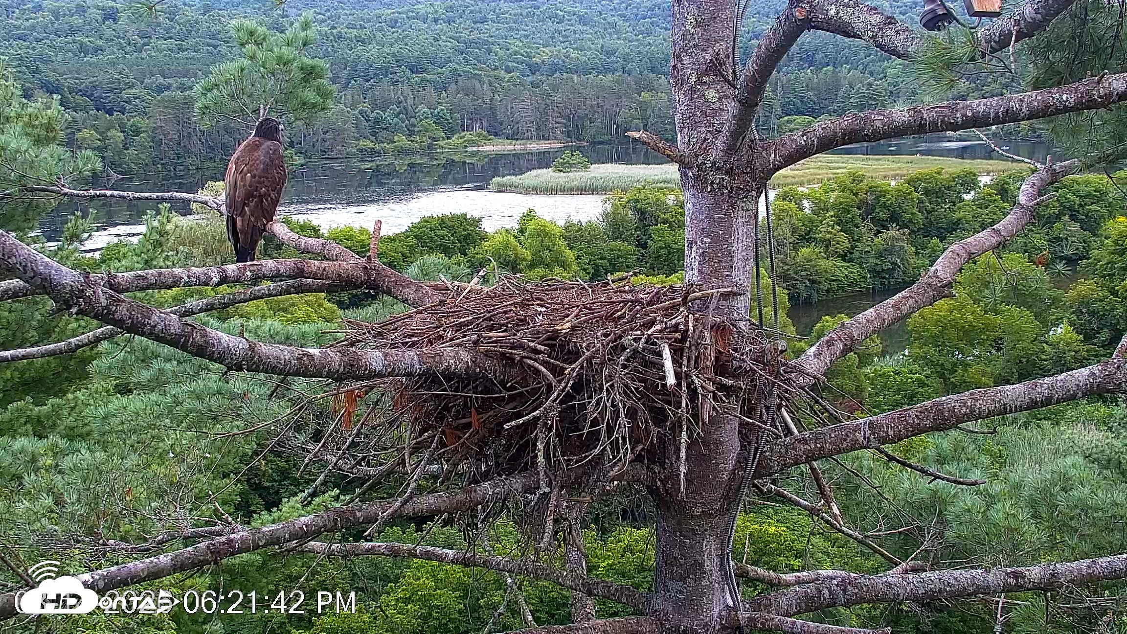 Snapshot of VINS Bald Eagles Nest Live Cams taken Aug 14, 2026, 6:22pm EDT