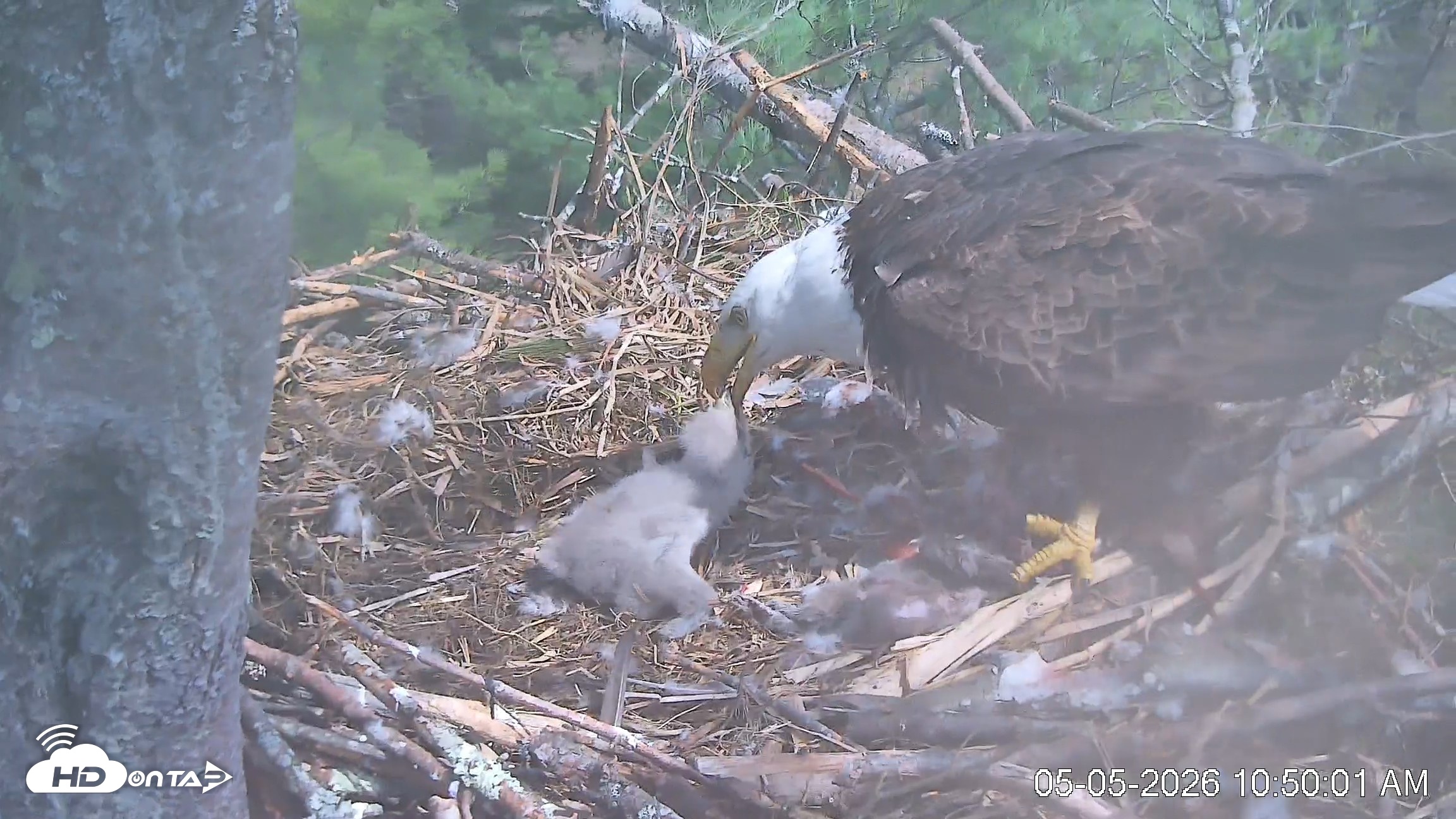 Snapshot of VINS Bald Eagles Nest Live Cams taken May 5, 2026, 10:50am EDT