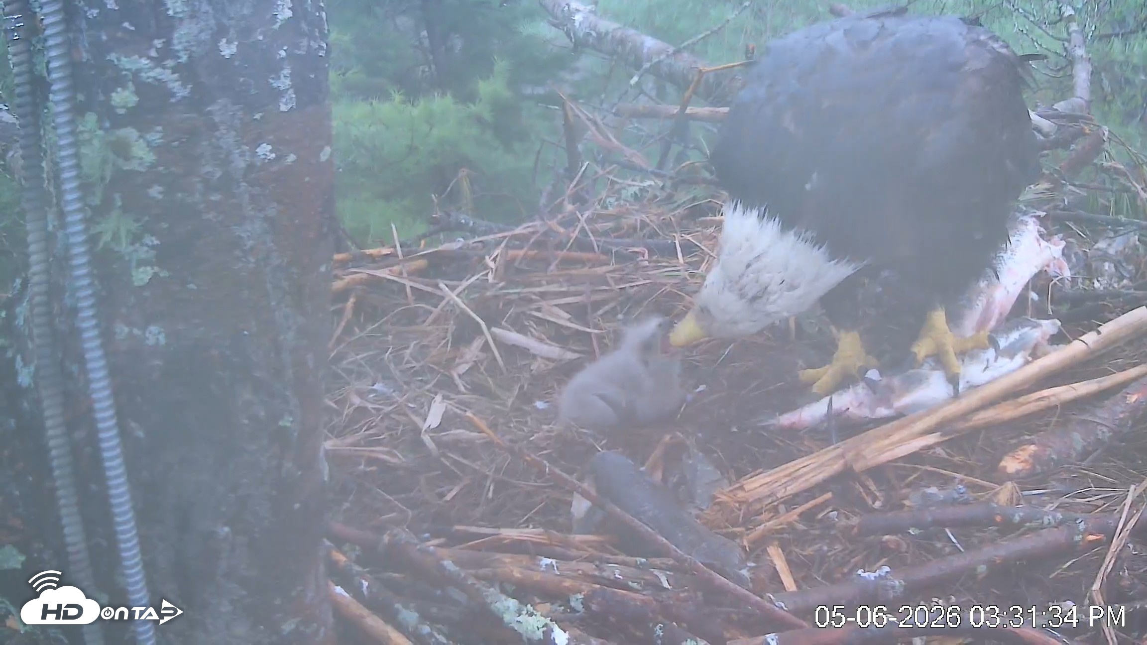 Snapshot of VINS Bald Eagles Nest Live Cams taken May 6, 2026, 3:32pm EDT