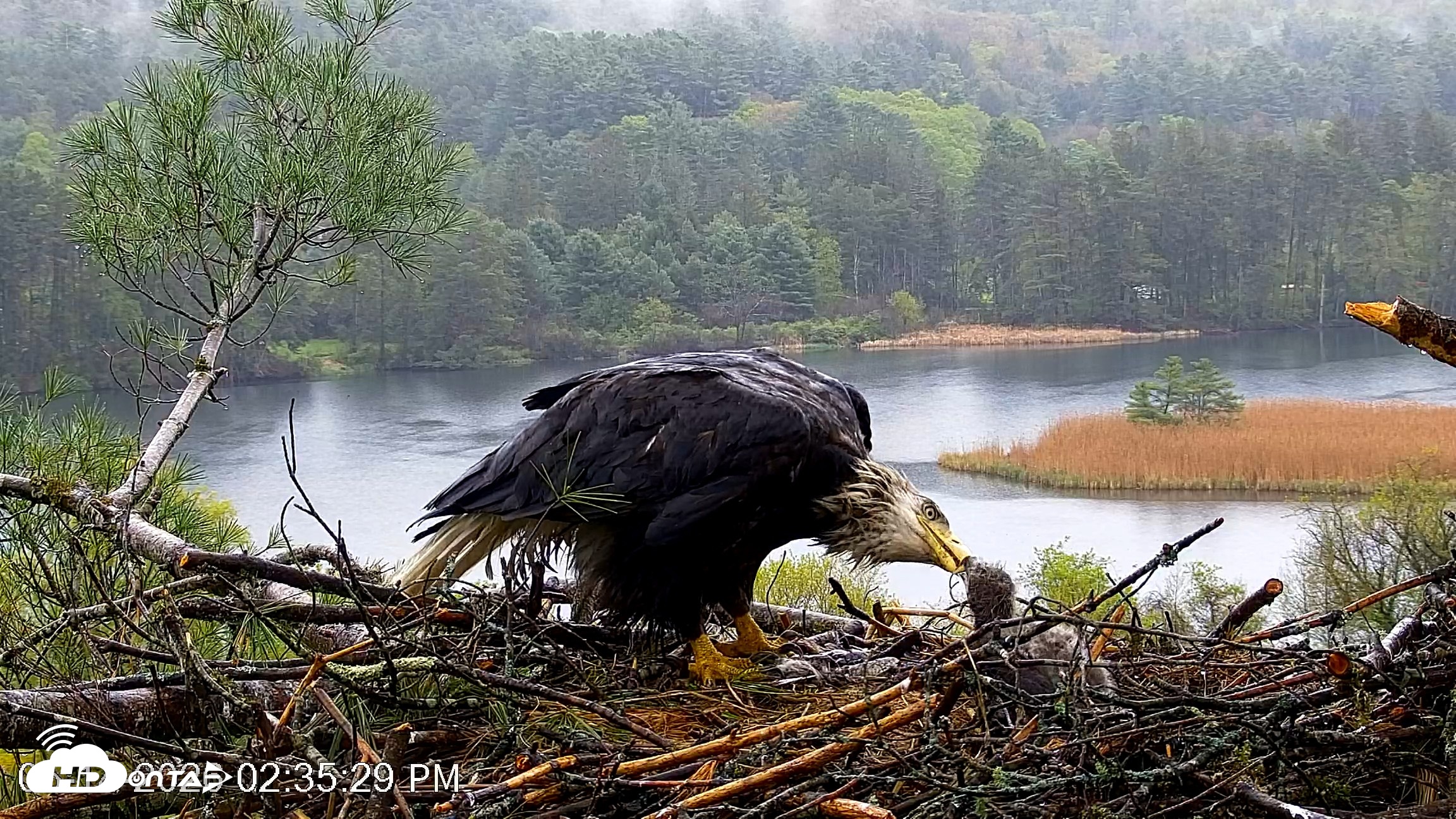 Snapshot of VINS Bald Eagles Nest Live Cams taken May 14, 2026, 2:36pm EDT