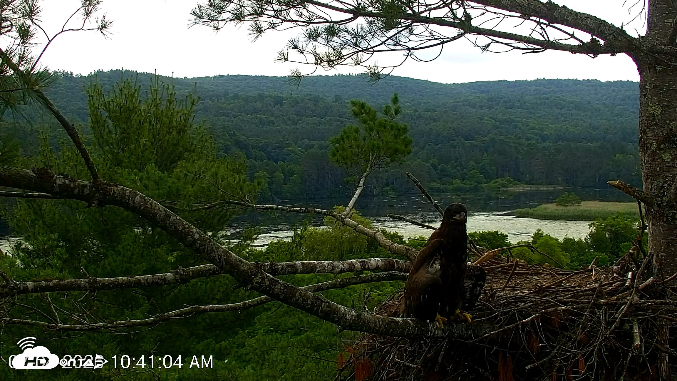 Snapshot of VINS Bald Eagles Nest Live Cams taken Jul 4, 2026, 10:42am EDT