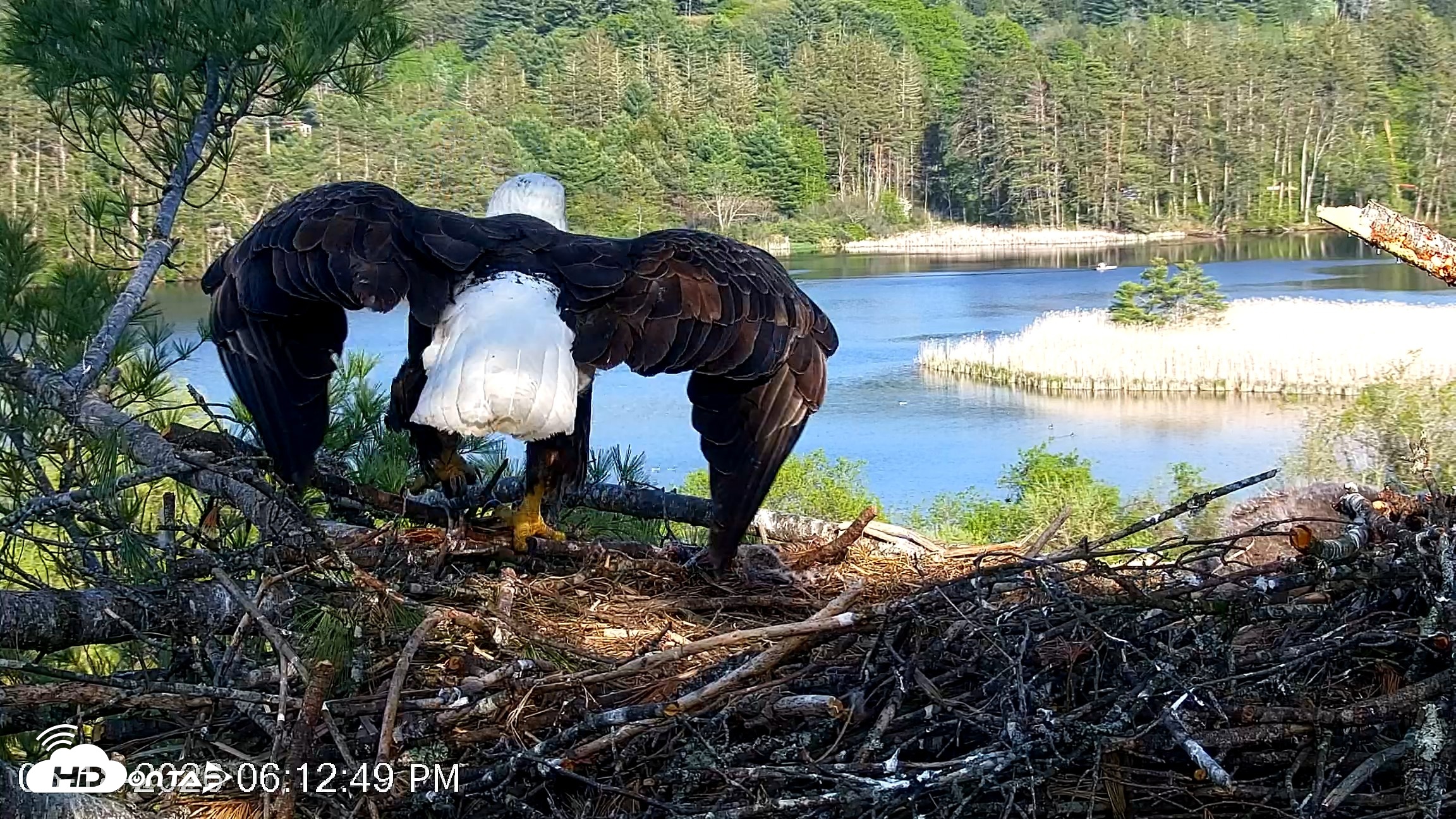 Snapshot of VINS Bald Eagles Nest Live Cams taken May 18, 2026, 6:13pm EDT