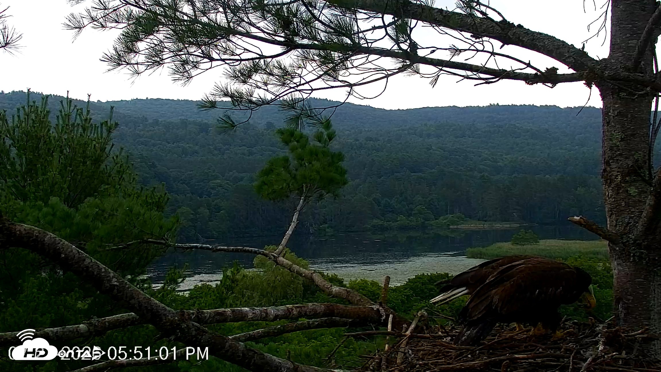 Snapshot of VINS Bald Eagles Nest Live Cams taken Jul 21, 2026, 5:51pm EDT