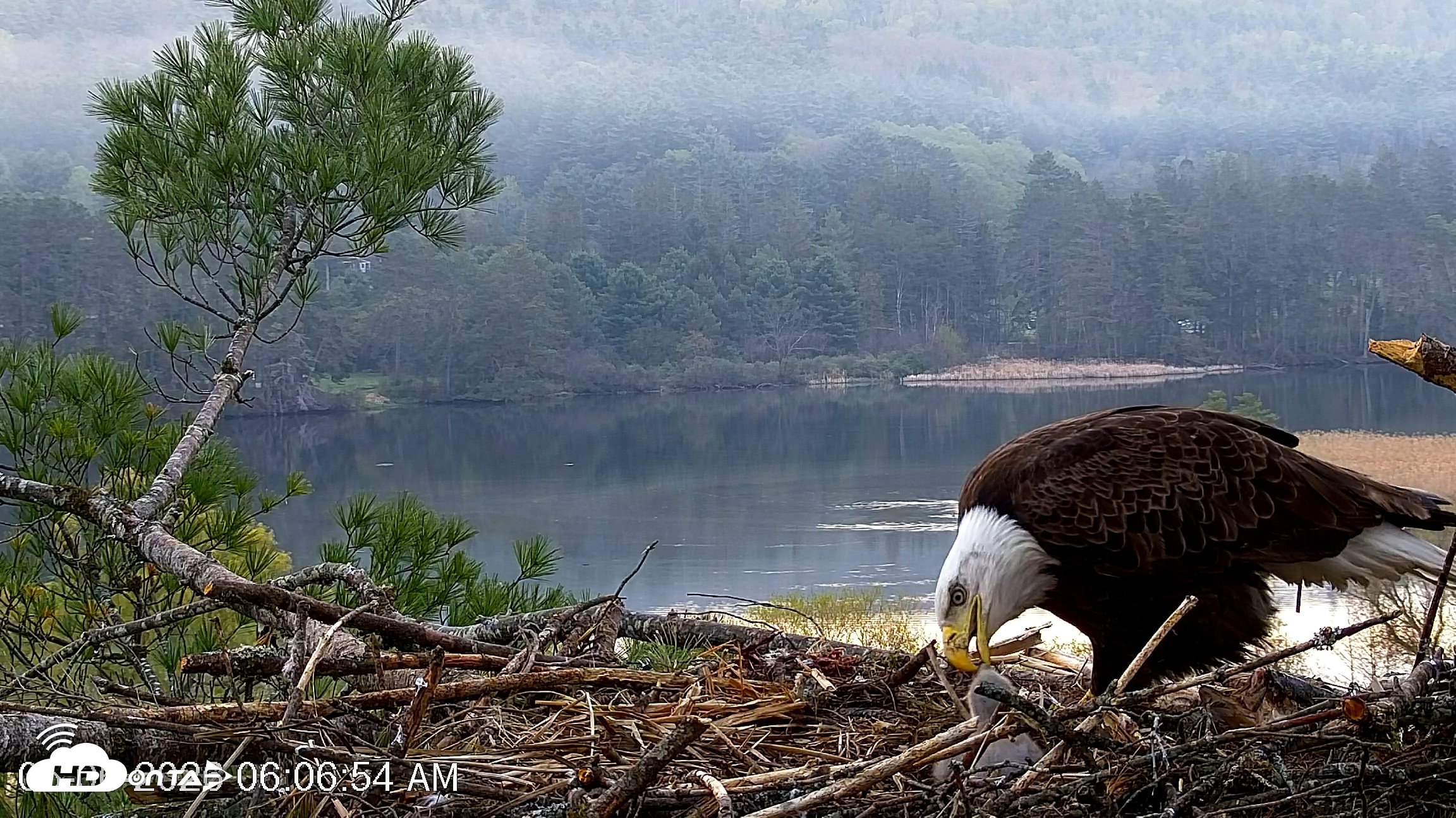 Snapshot of VINS Bald Eagles Nest Live Cams taken May 6, 2026, 6:07am EDT
