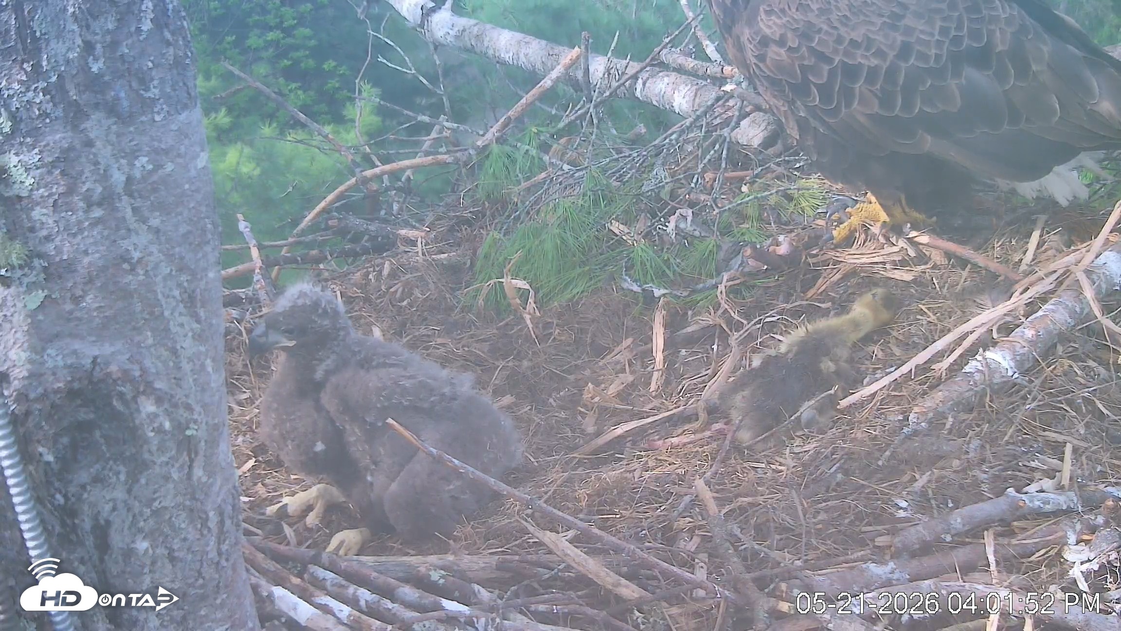 Snapshot of VINS Bald Eagles Nest Live Cams taken May 21, 2026, 4:04pm EDT