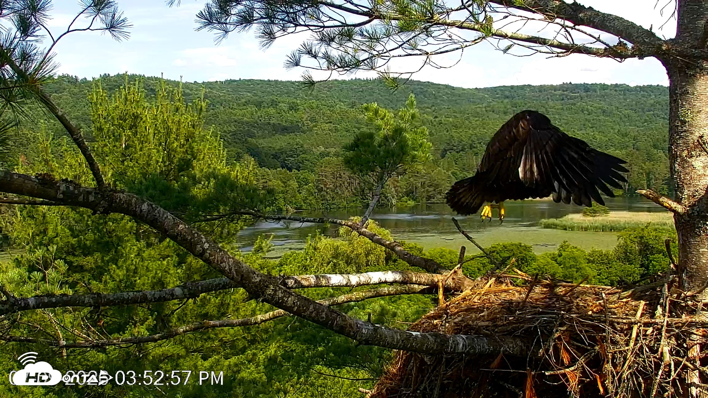 Snapshot of VINS Bald Eagles Nest Live Cams taken Jul 9, 2026, 3:54pm EDT