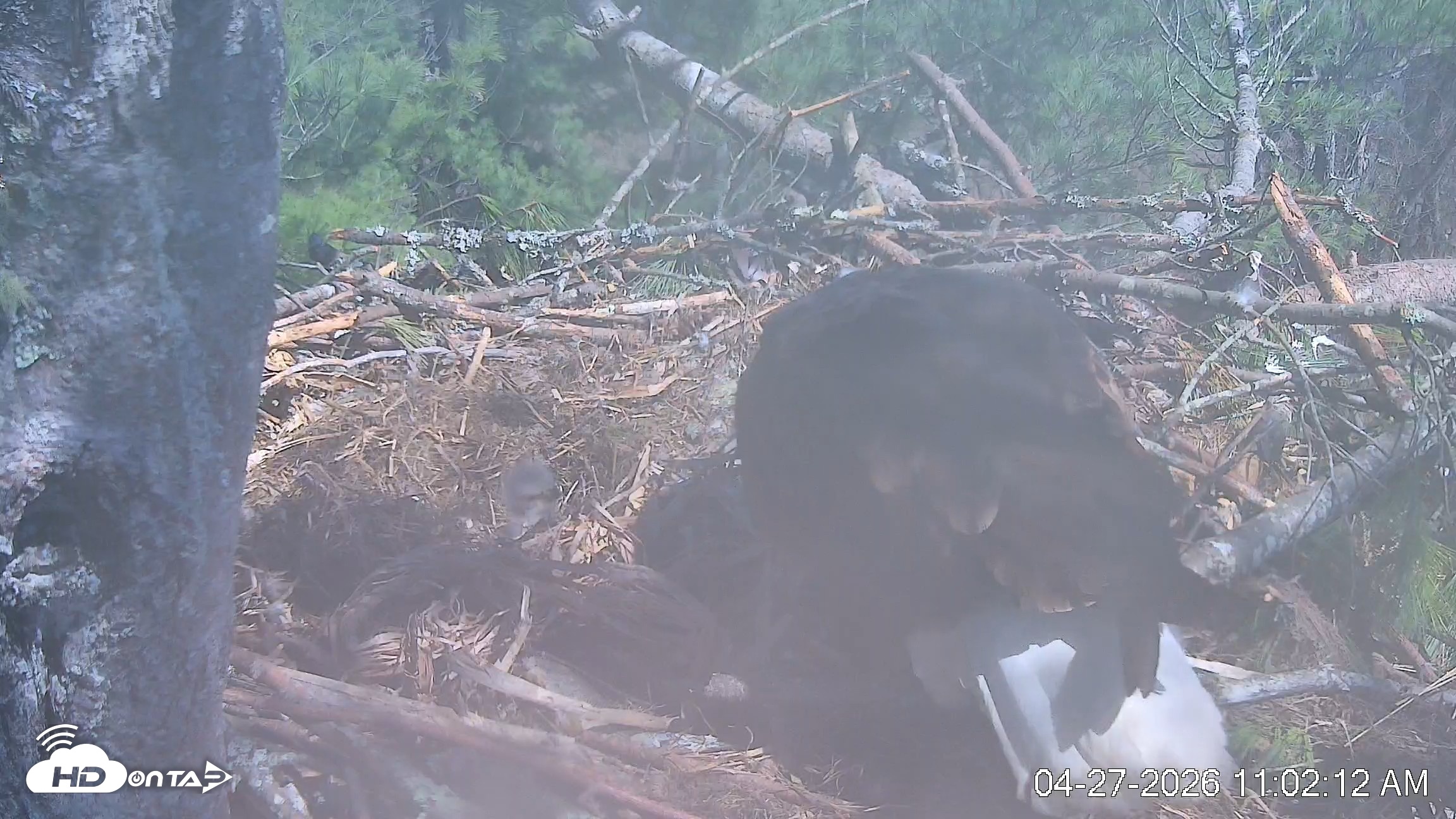 Snapshot of VINS Bald Eagles Nest Live Cams taken Apr 27, 2026, 11:02am EDT