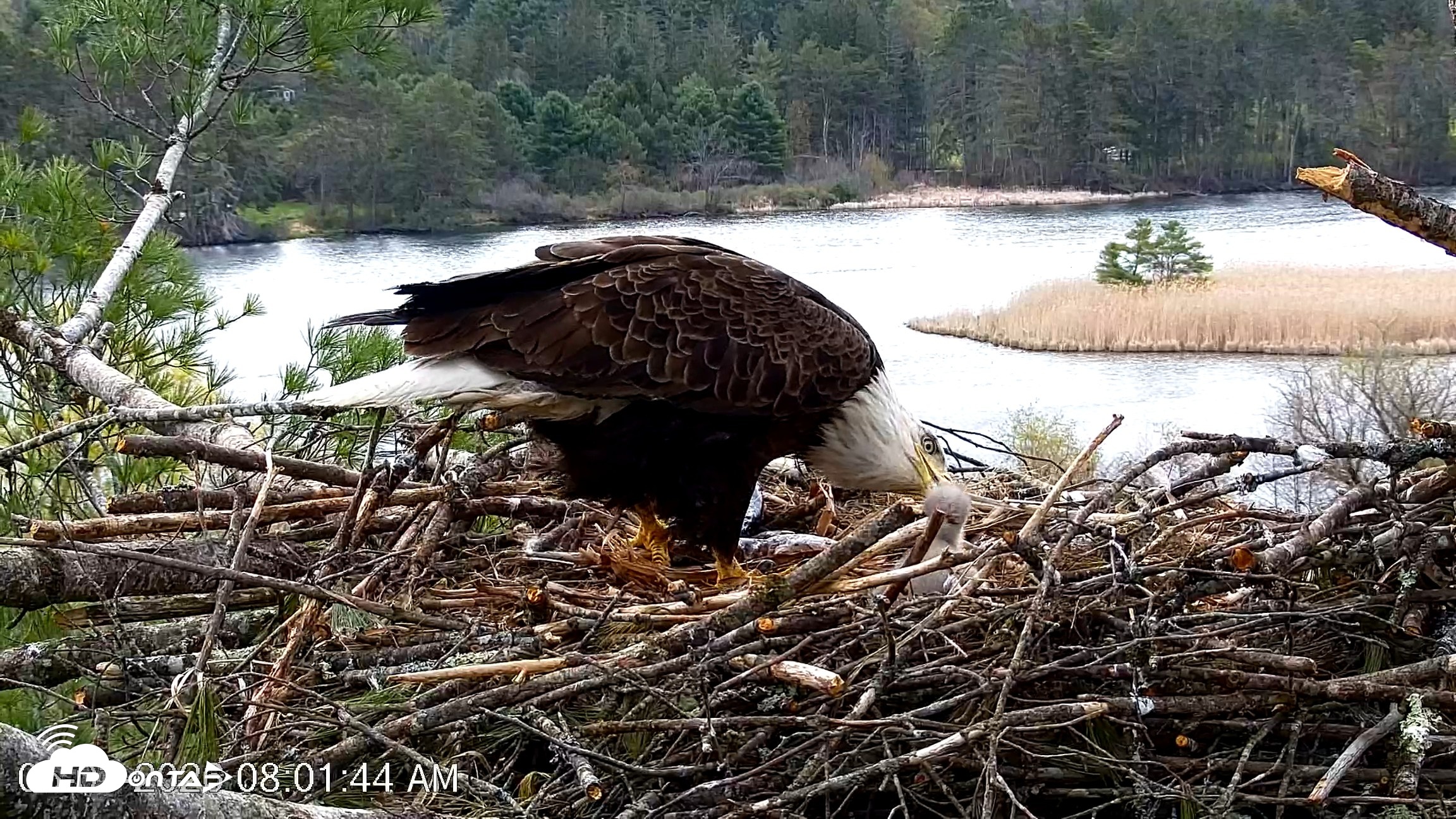 Snapshot of VINS Bald Eagles Nest Live Cams taken May 3, 2026, 8:02am EDT