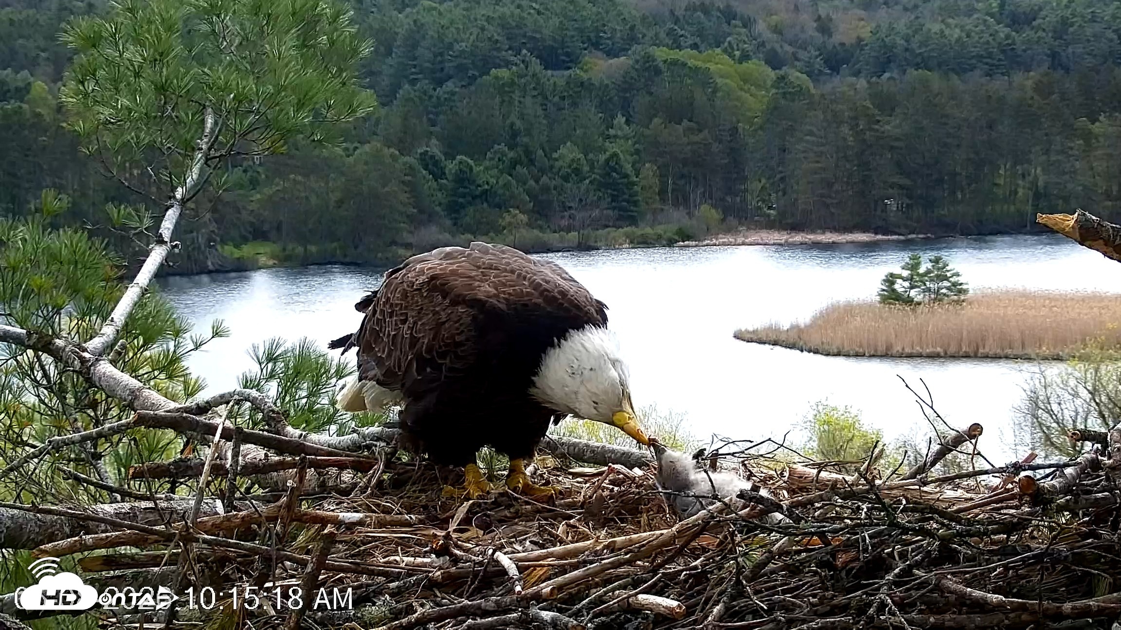 Snapshot of VINS Bald Eagles Nest Live Cams taken May 8, 2026, 10:16am EDT