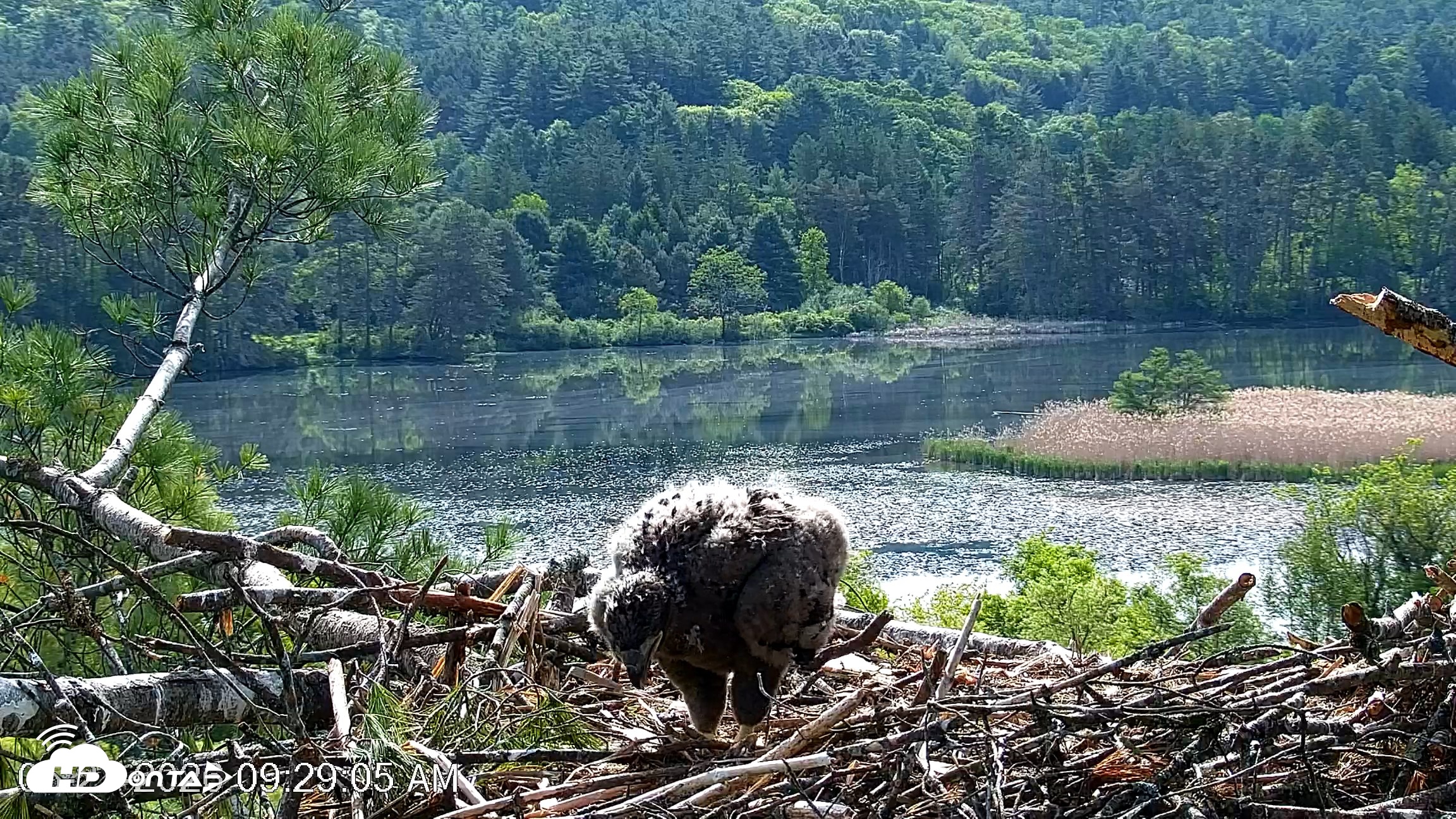 Snapshot of VINS Bald Eagles Nest Live Cams taken May 27, 2026, 9:29am EDT