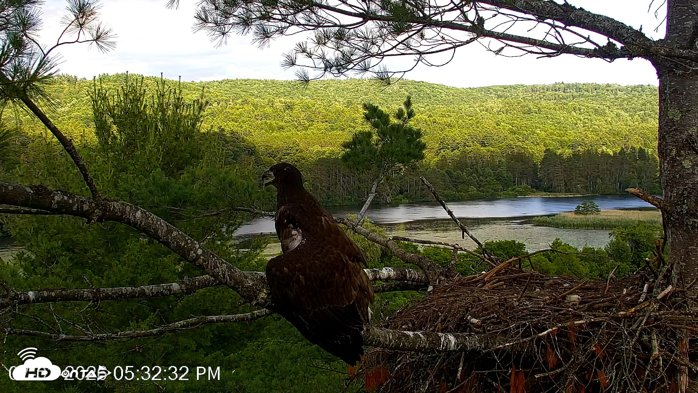 Snapshot of VINS Bald Eagles Nest Live Cams taken Jul 3, 2026, 5:33pm EDT