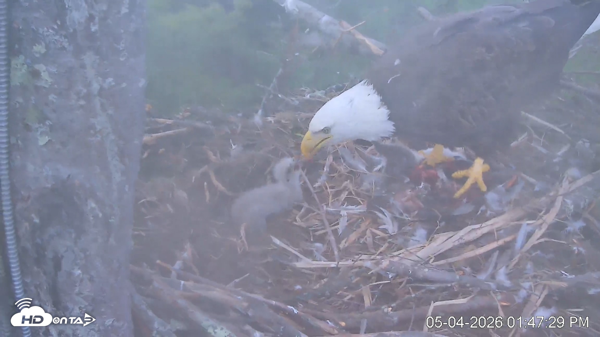 Snapshot of VINS Bald Eagles Nest Live Cams taken May 4, 2026, 1:48pm EDT