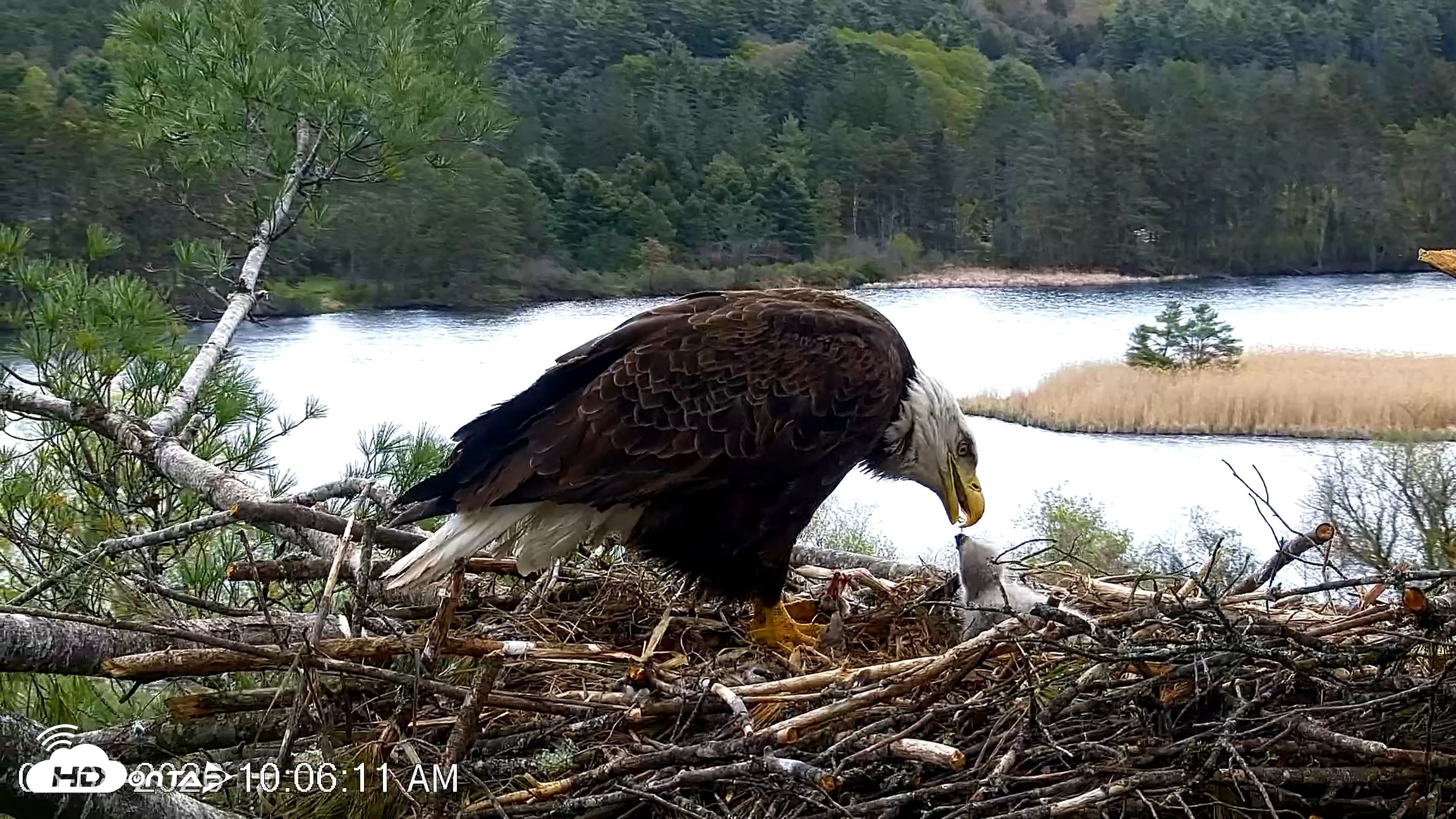 Snapshot of VINS Bald Eagles Nest Live Cams taken May 8, 2026, 10:07am EDT