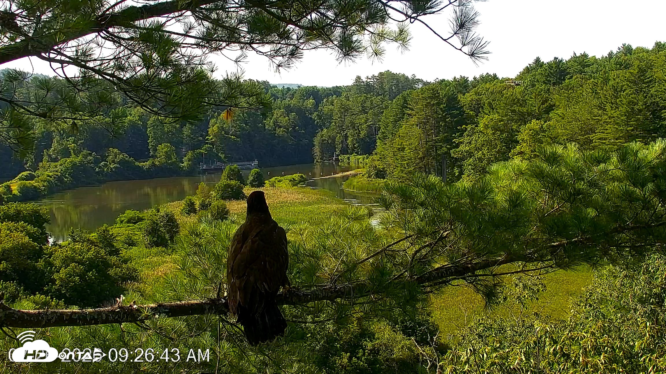 Snapshot of VINS Bald Eagles Nest Live Cams taken Jul 26, 2026, 9:27am EDT