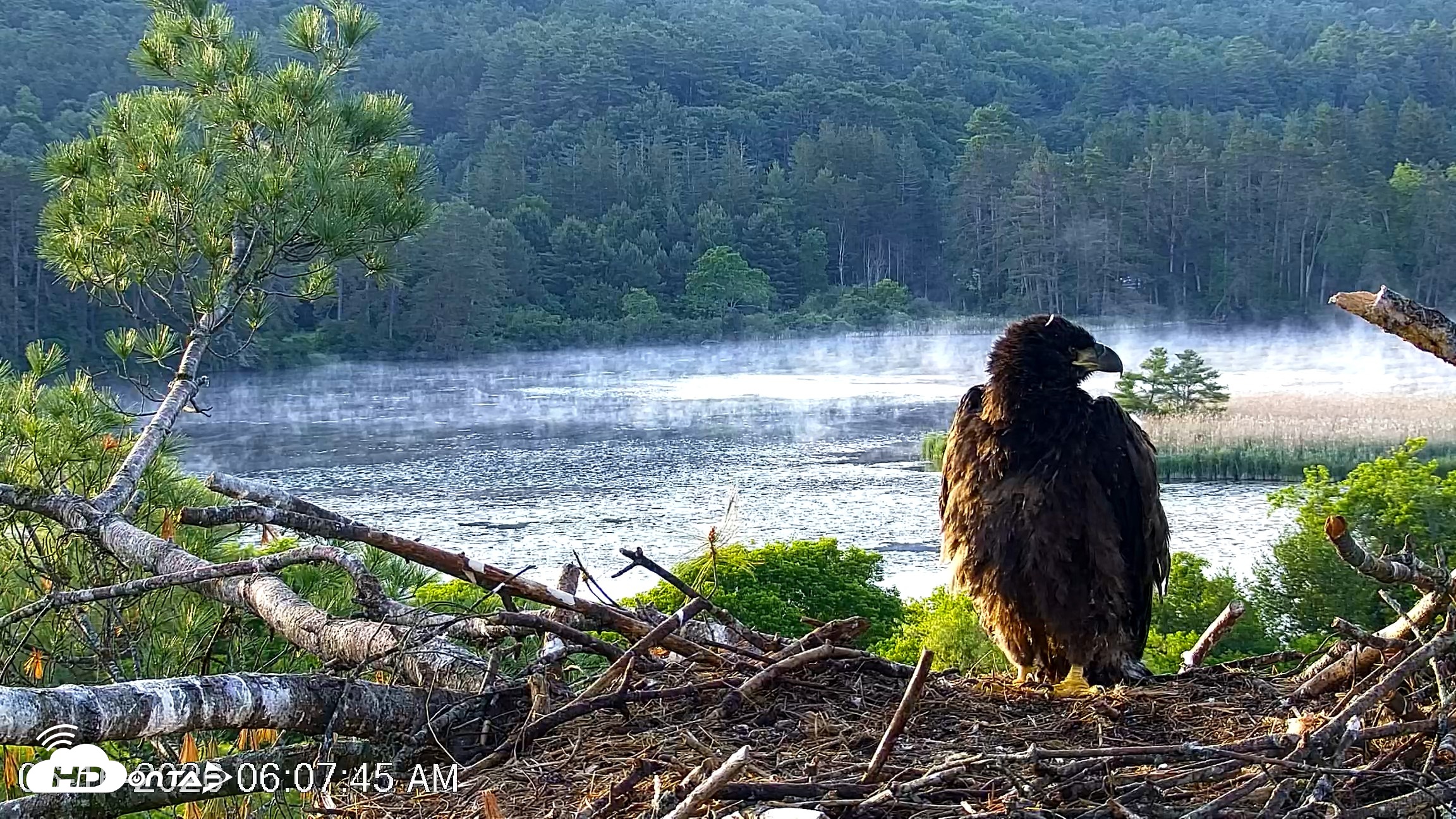 Snapshot of VINS Bald Eagles Nest Live Cams taken Jun 16, 2026, 6:08am EDT