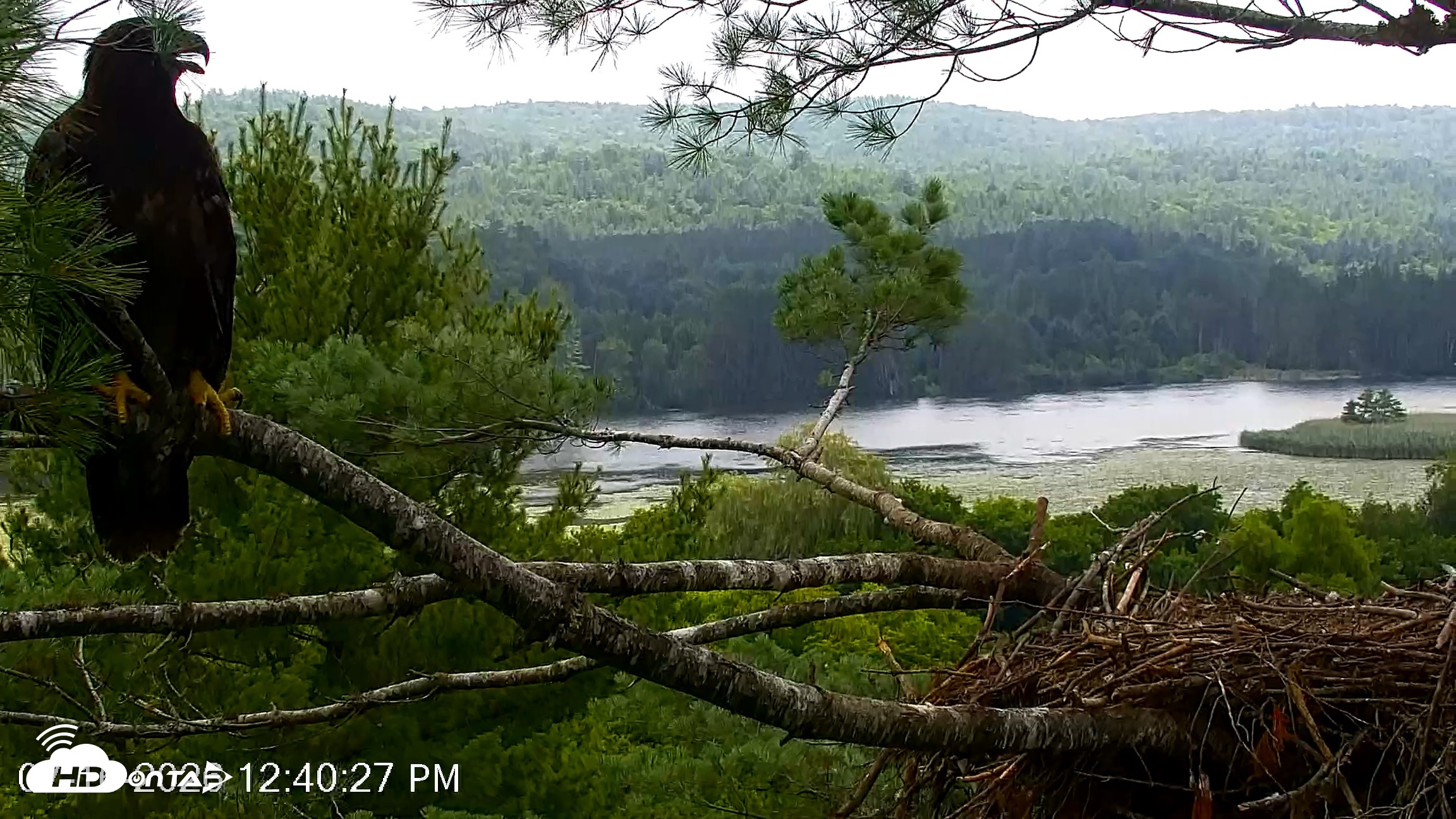 Snapshot of VINS Bald Eagles Nest Live Cams taken Jul 16, 2026, 12:41pm EDT