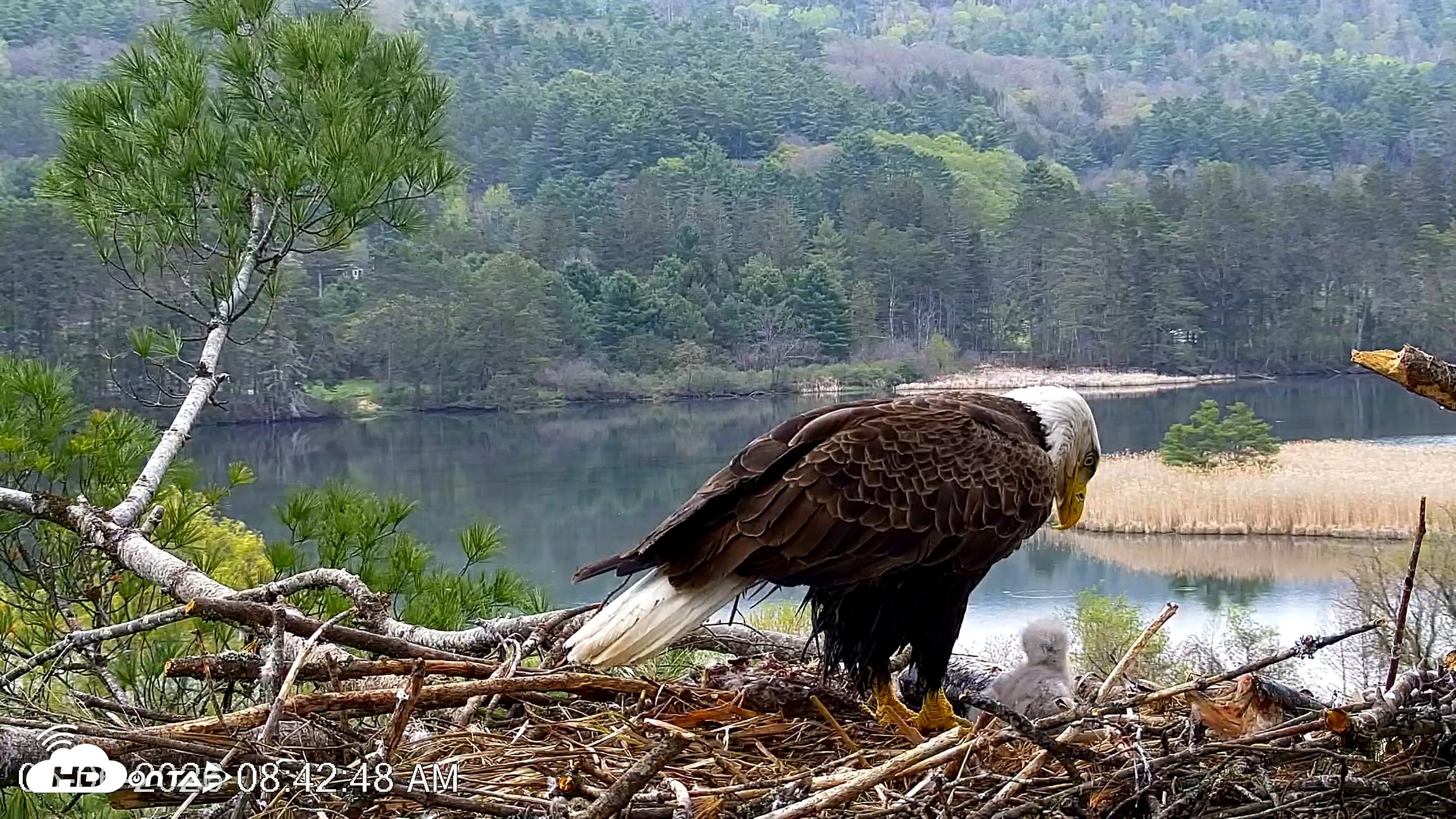 Snapshot of VINS Bald Eagles Nest Live Cams taken May 6, 2026, 8:43am EDT