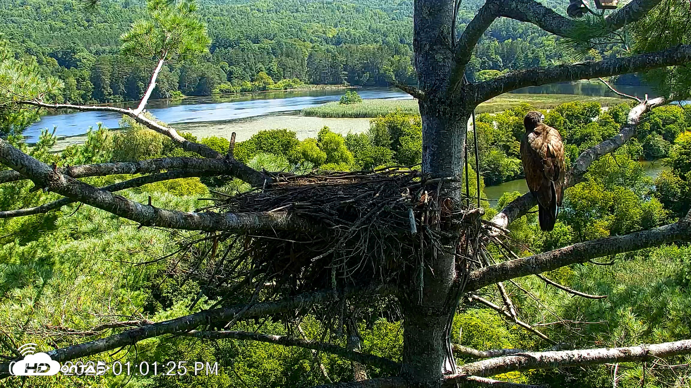 Snapshot of VINS Bald Eagles Nest Live Cams taken Aug 21, 2026, 1:02pm EDT