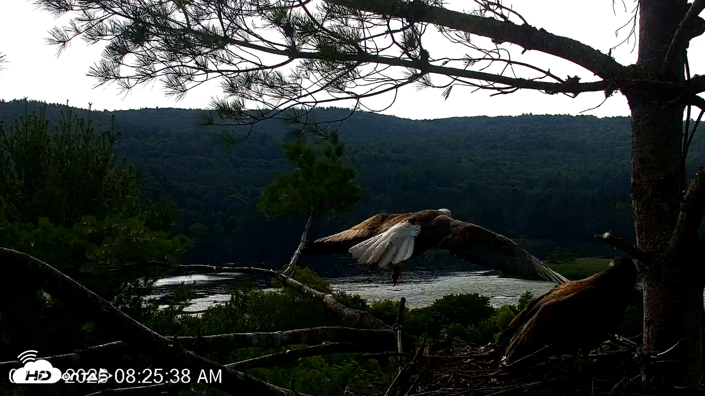 Snapshot of VINS Bald Eagles Nest Live Cams taken Jul 21, 2026, 8:26am EDT